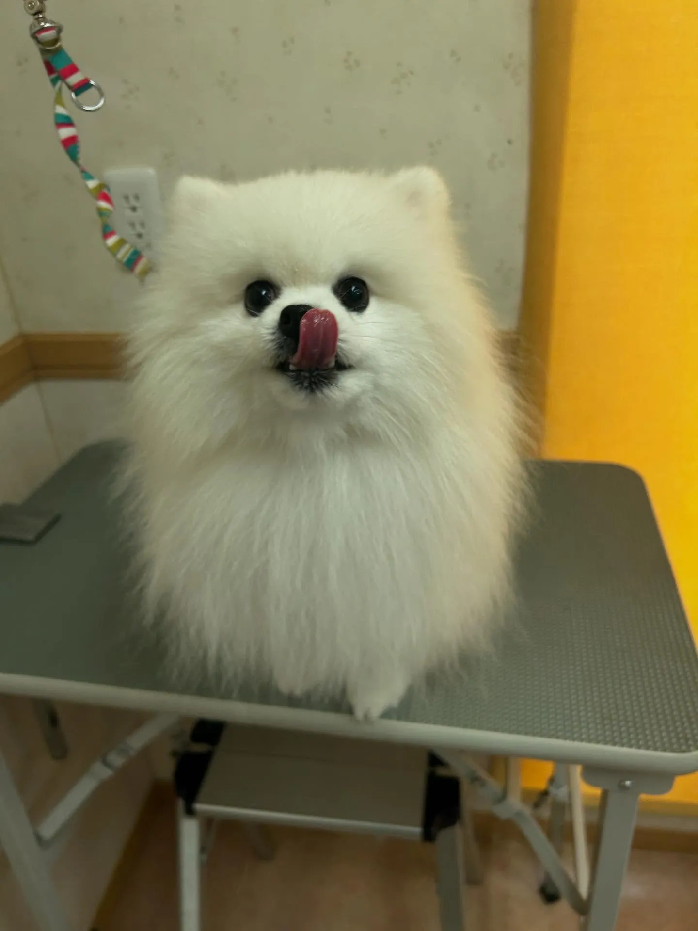 犬のシャンプー🫧