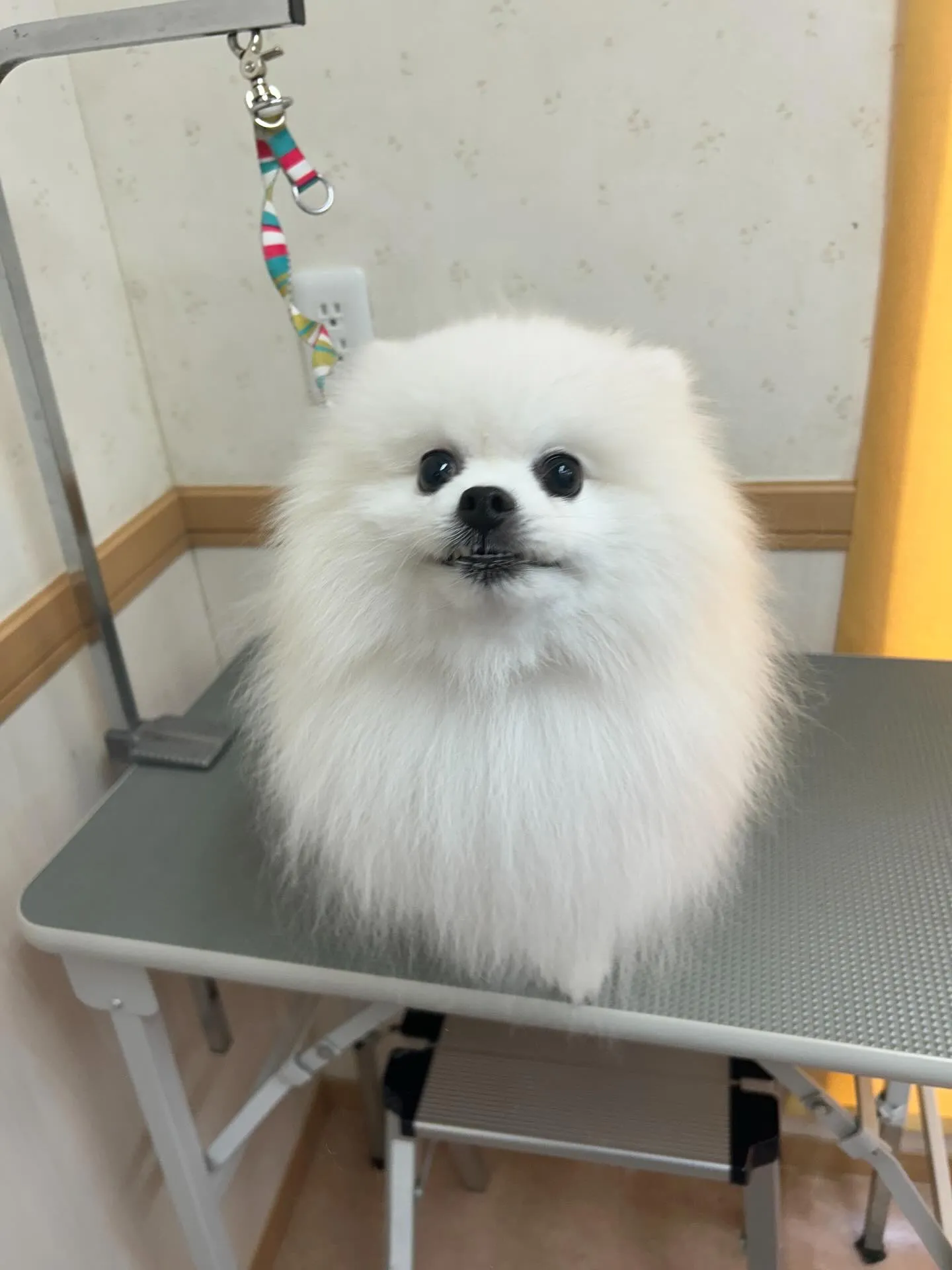 犬のシャンプー🫧