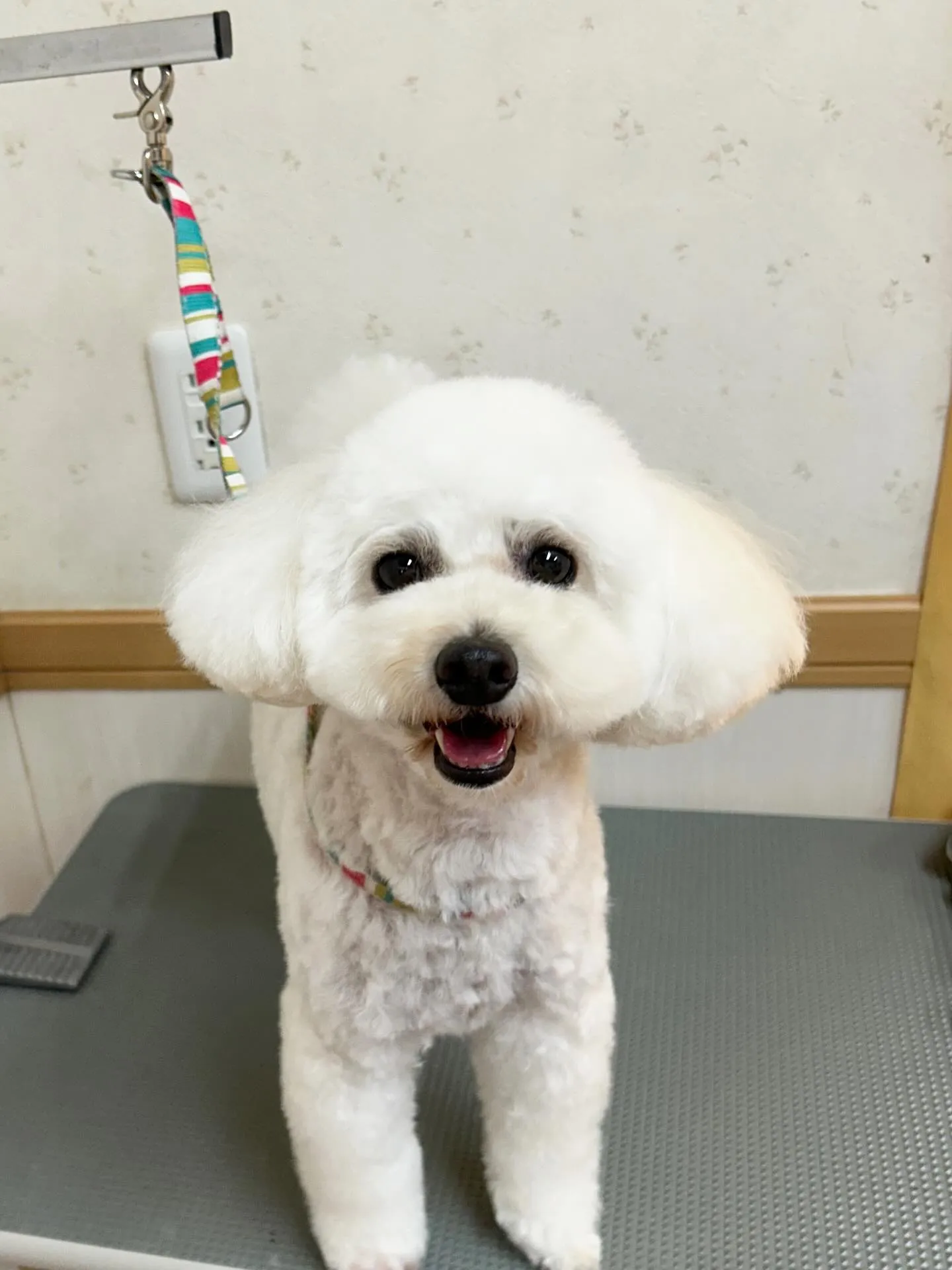 犬のトリミング✂️