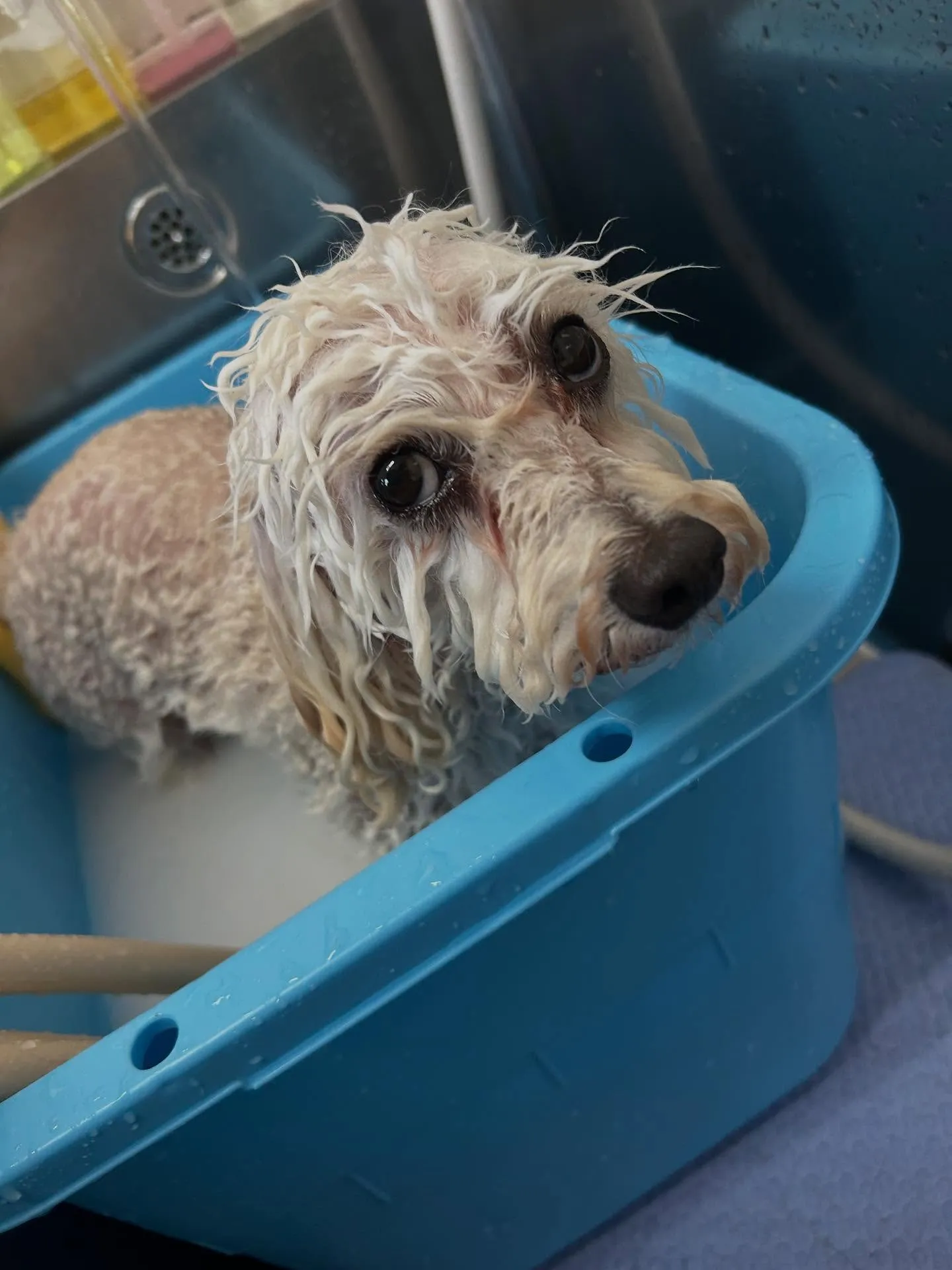 犬のトリミング✂️
