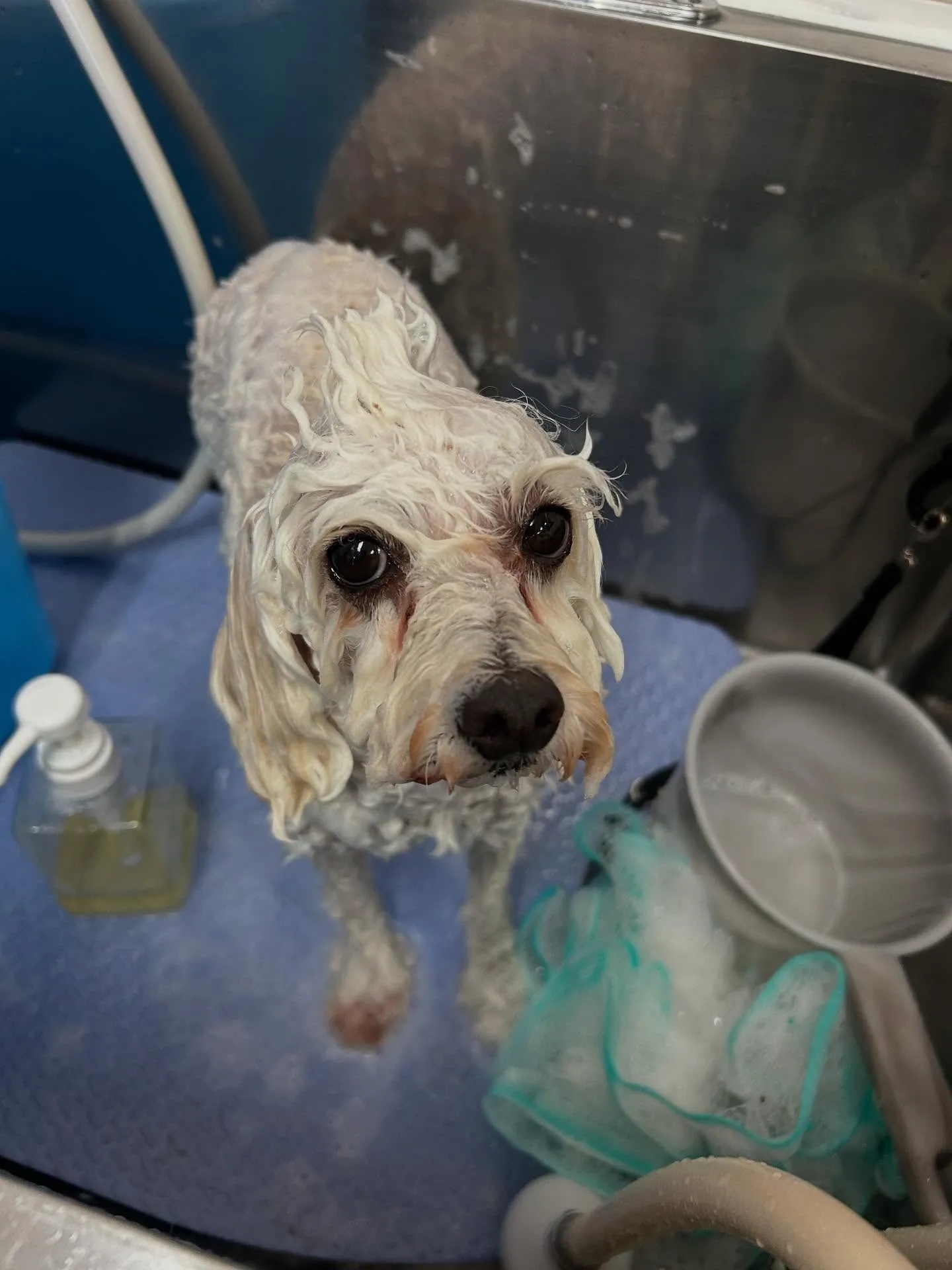 犬のトリミング✂️