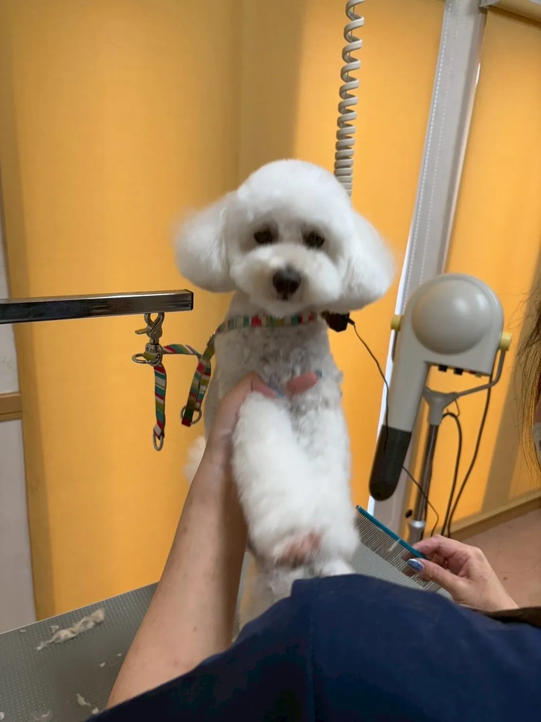 犬のトリミング✂️