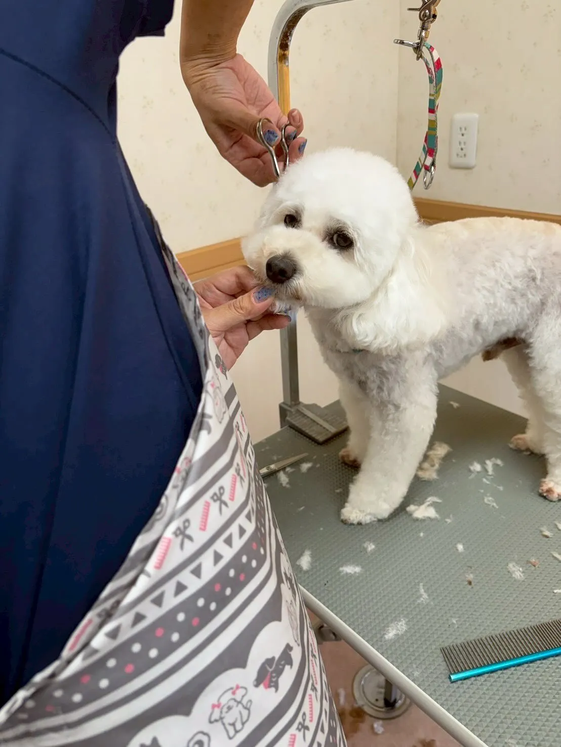 犬のトリミング✂️