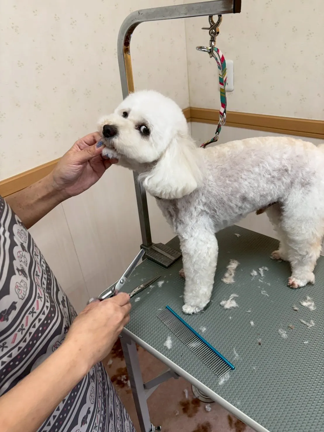 犬のトリミング✂️