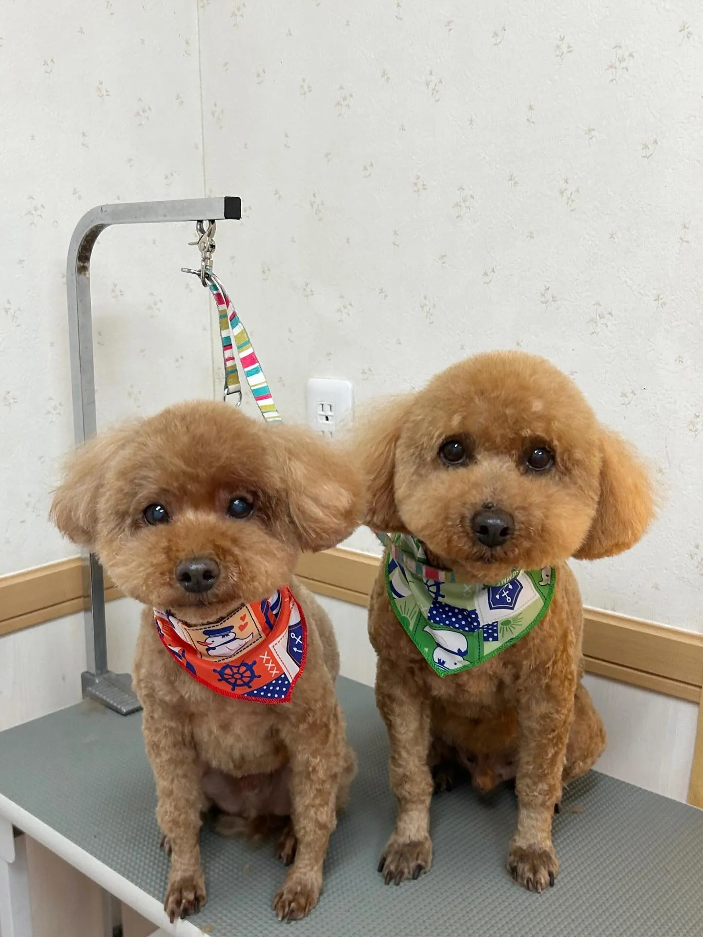 犬のトリミング✂️