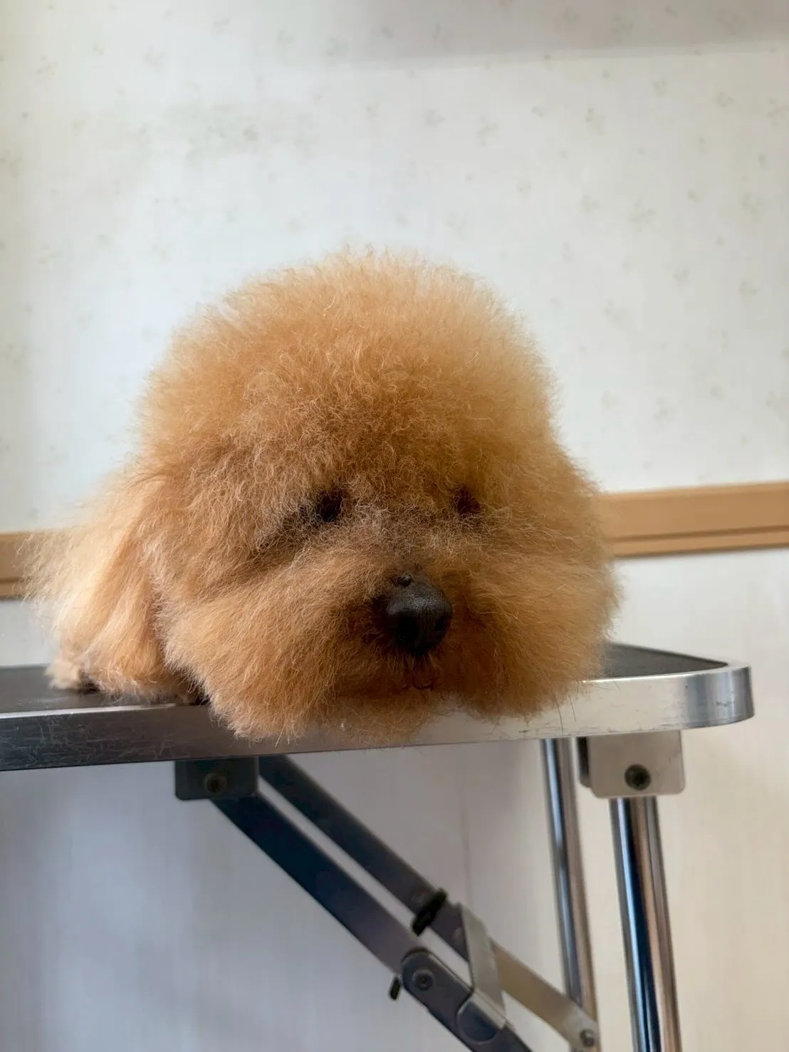 犬のトリミング✂️