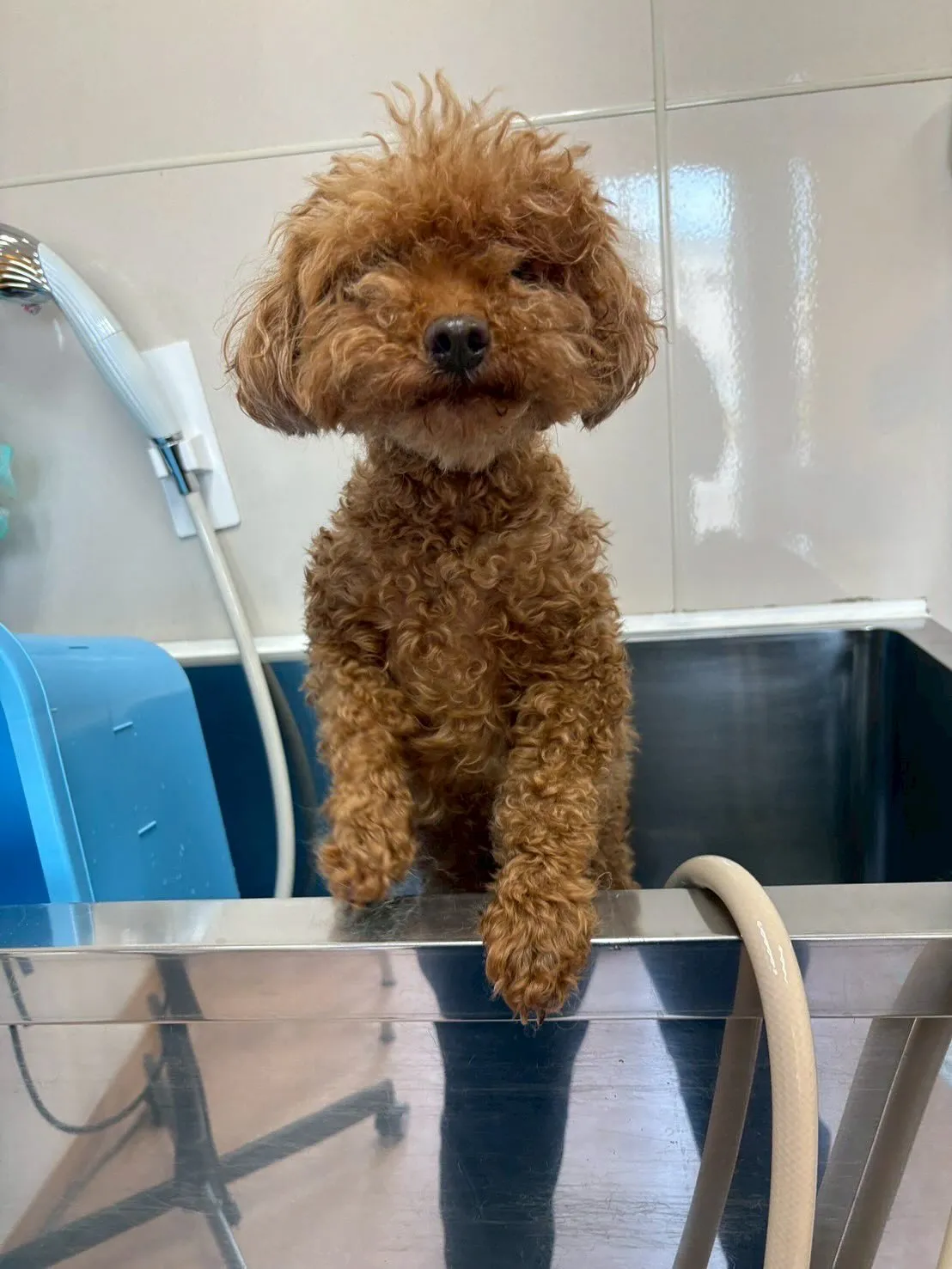 犬のトリミング✂️