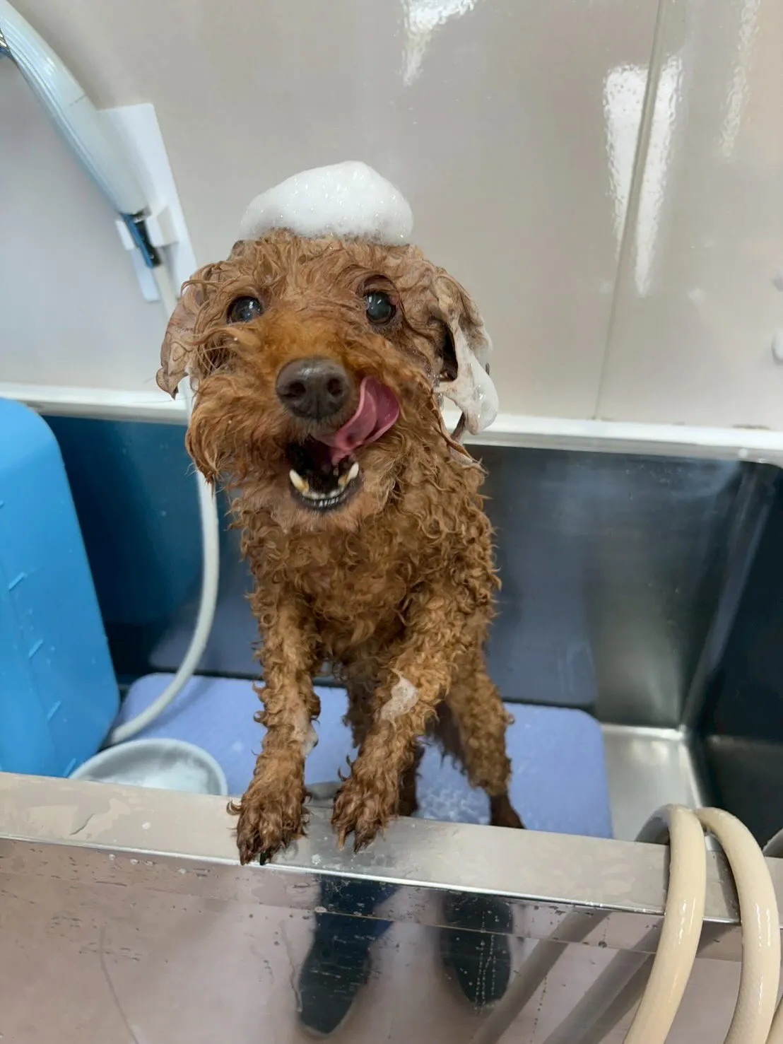 犬のトリミング✂️