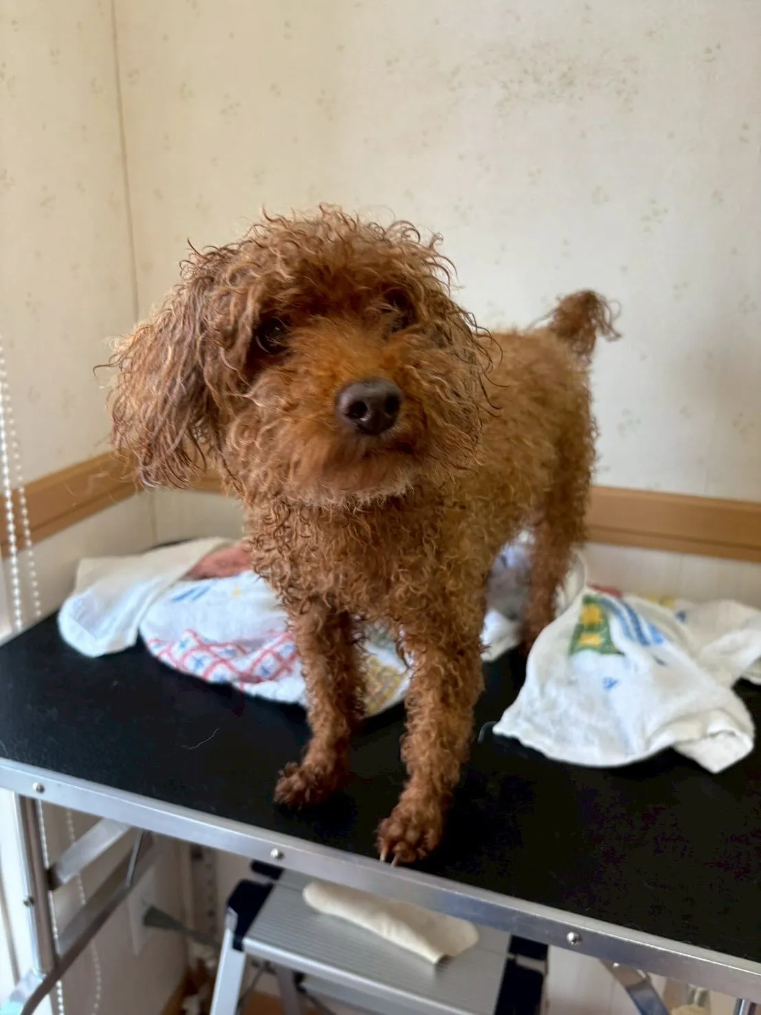 犬のトリミング✂️