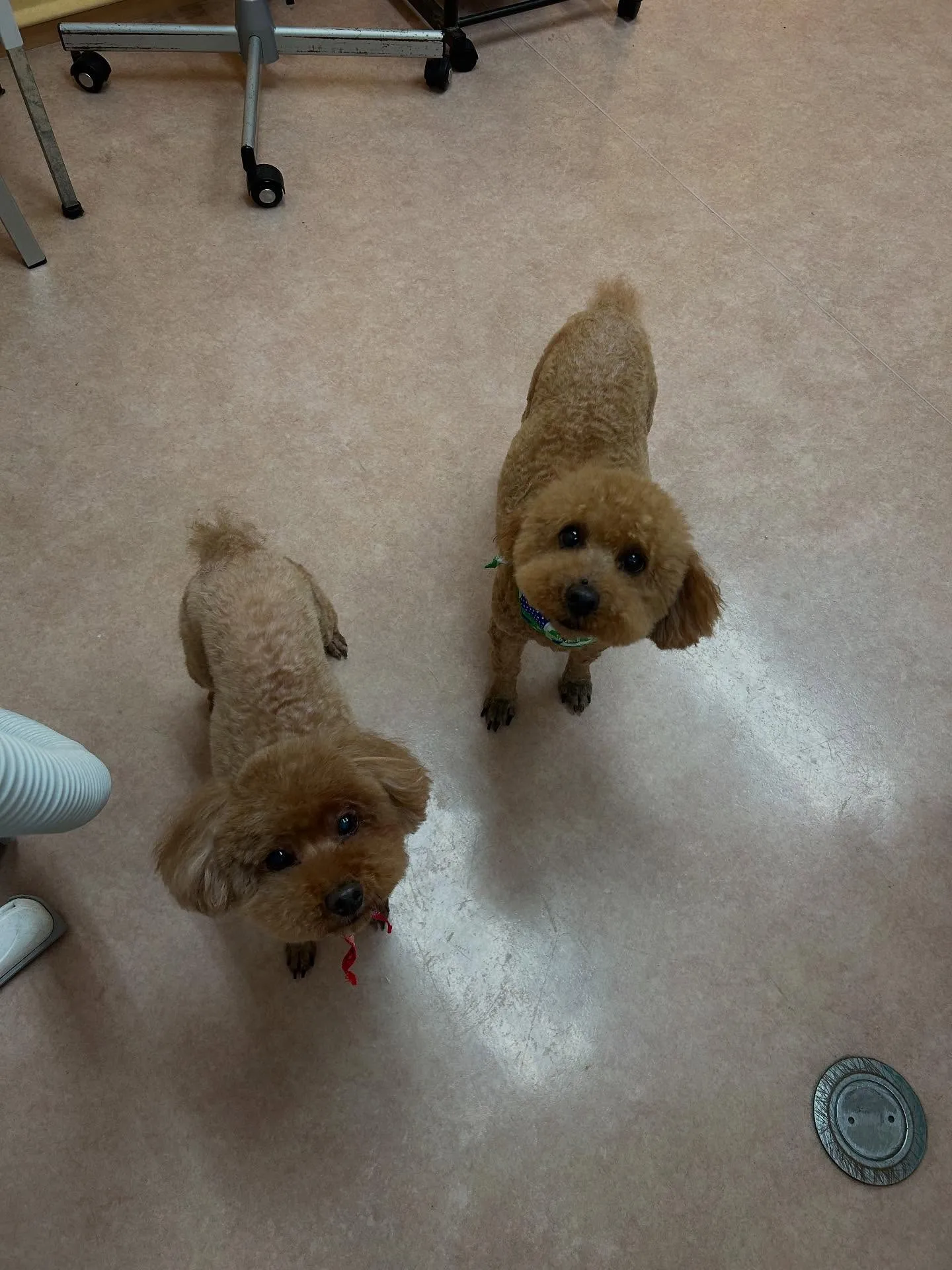 犬のトリミング✂️