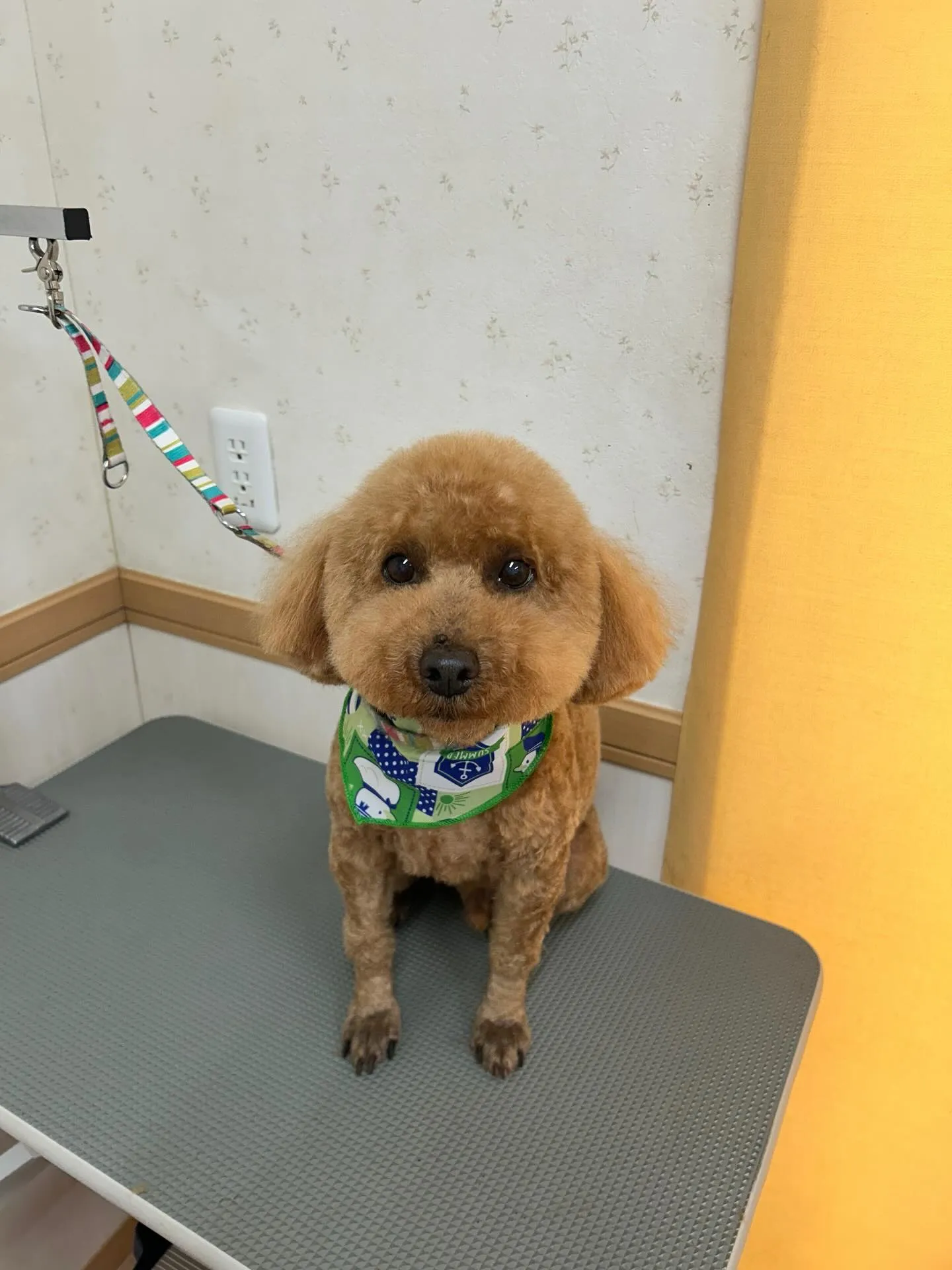 犬のトリミング✂️