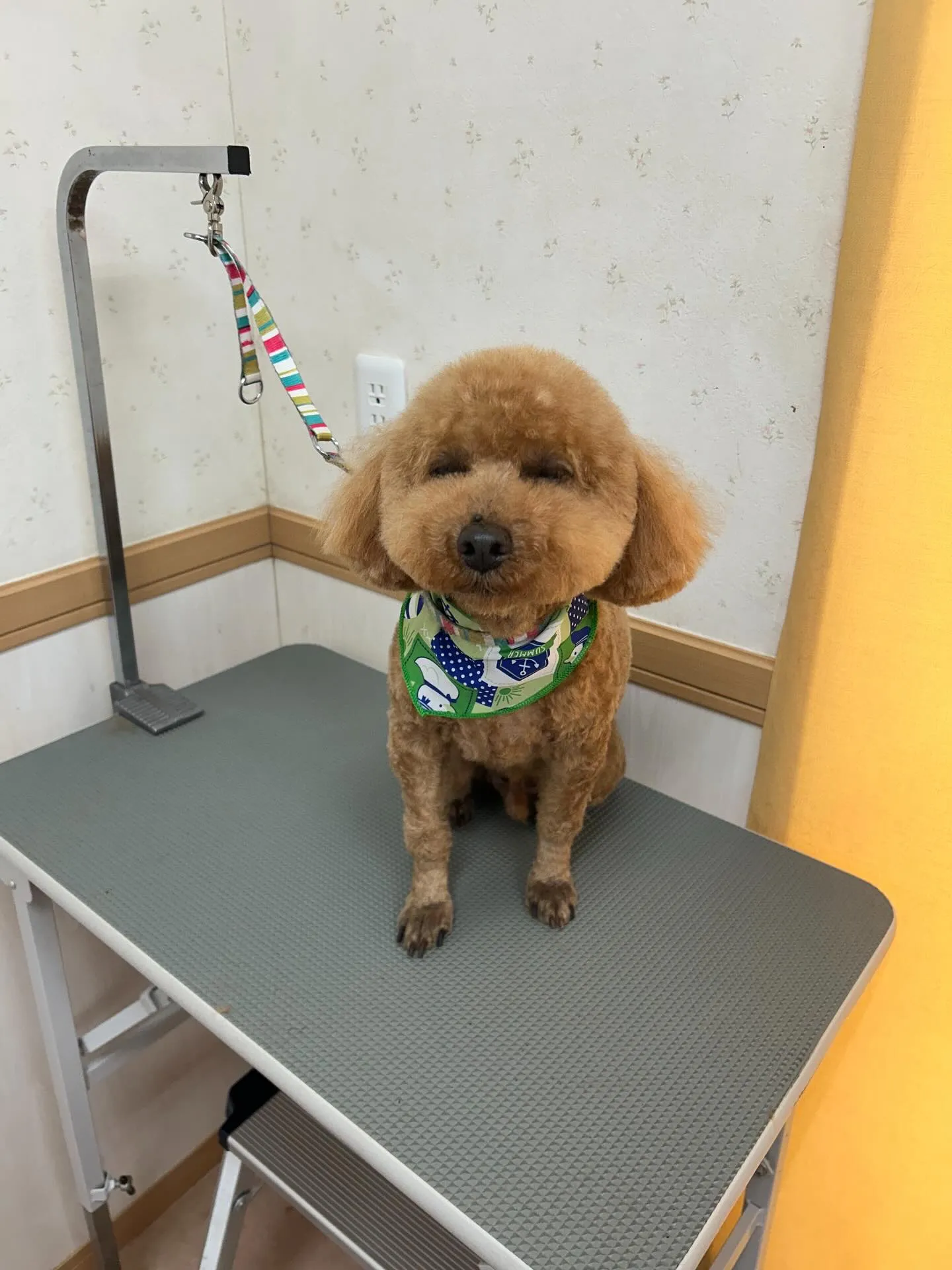 犬のトリミング✂️