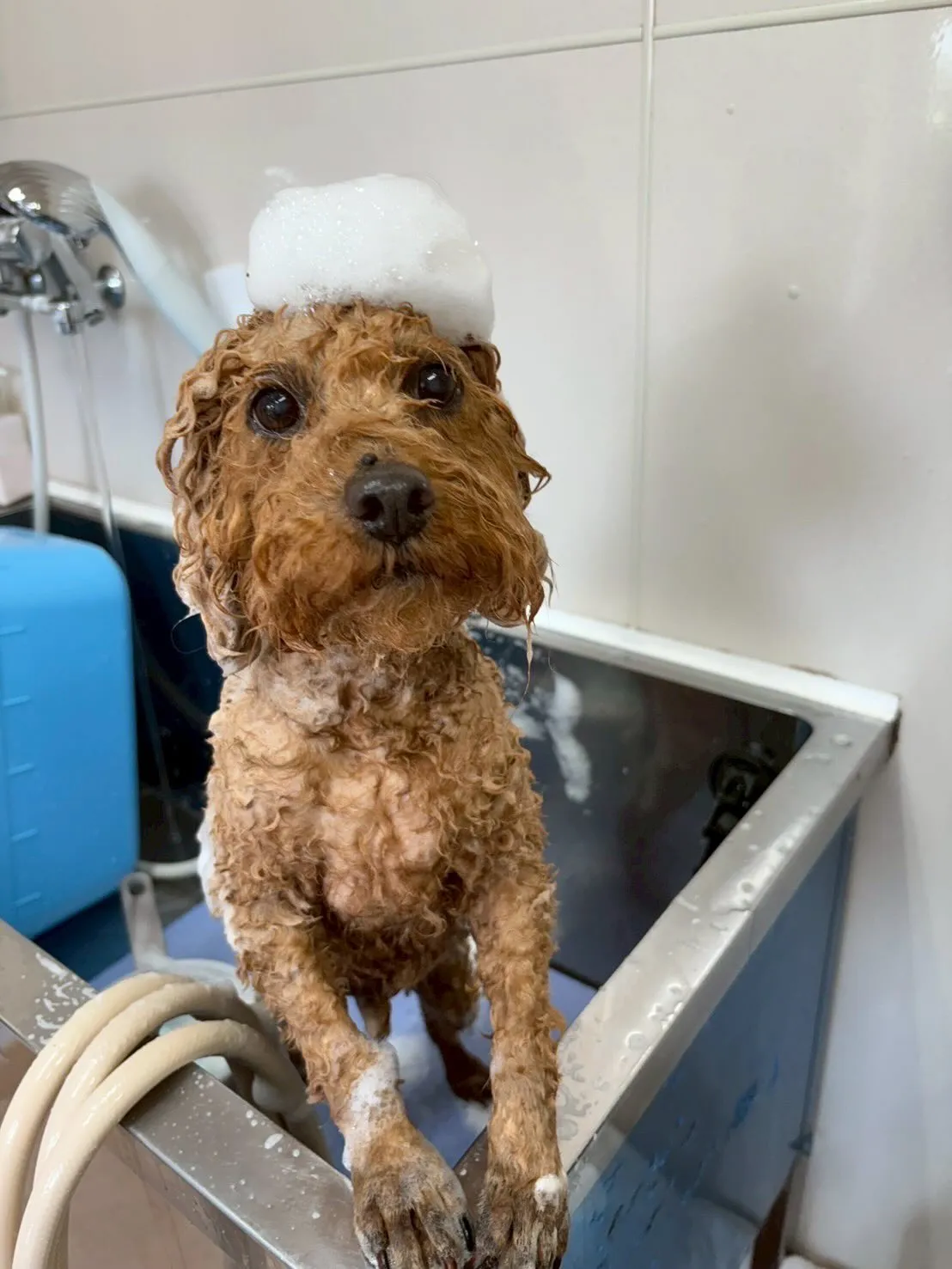 犬のトリミング✂️