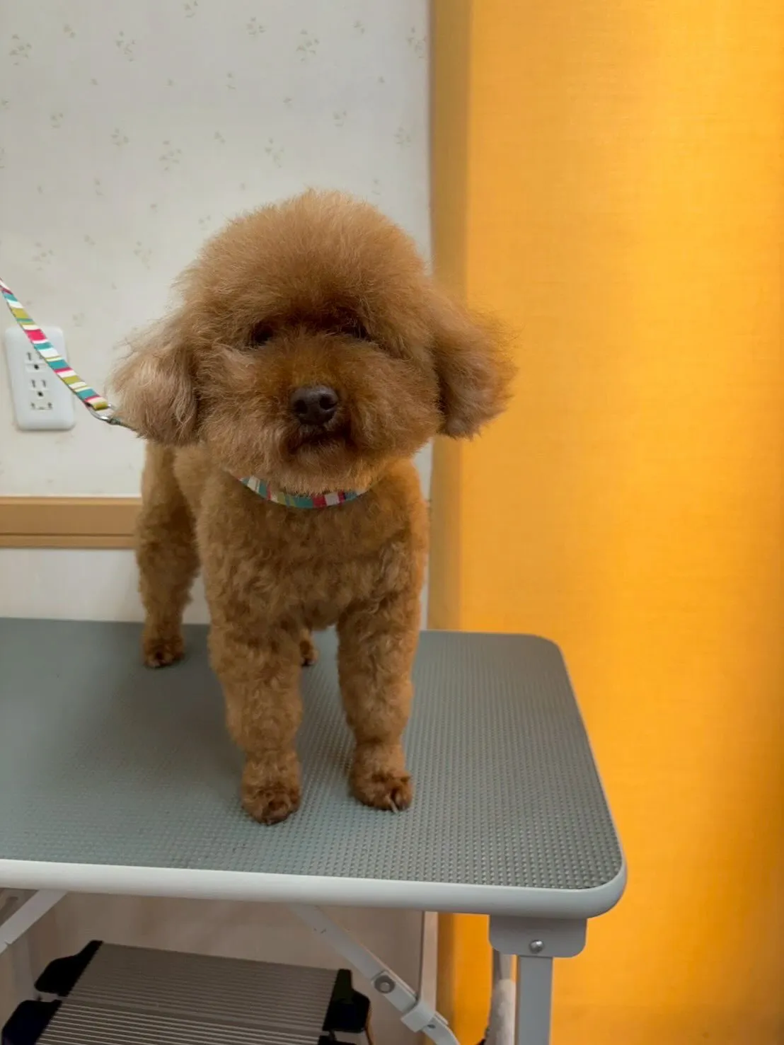 犬のトリミング✂️