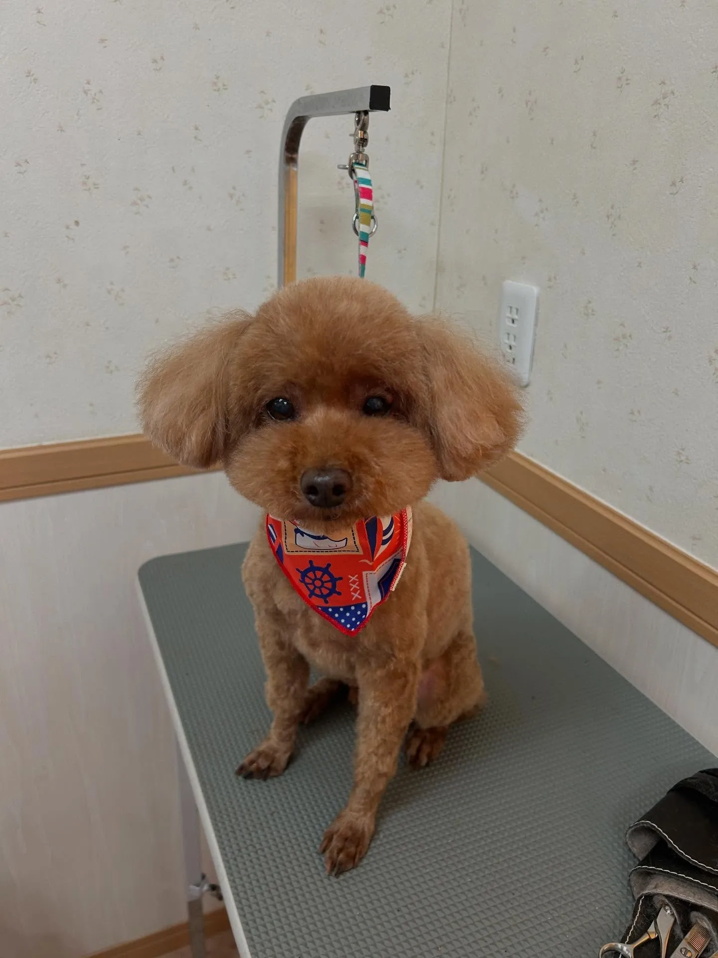 犬のトリミング✂️
