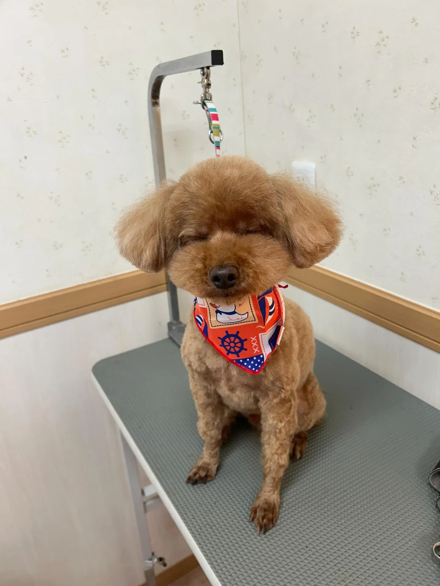 犬のトリミング✂️