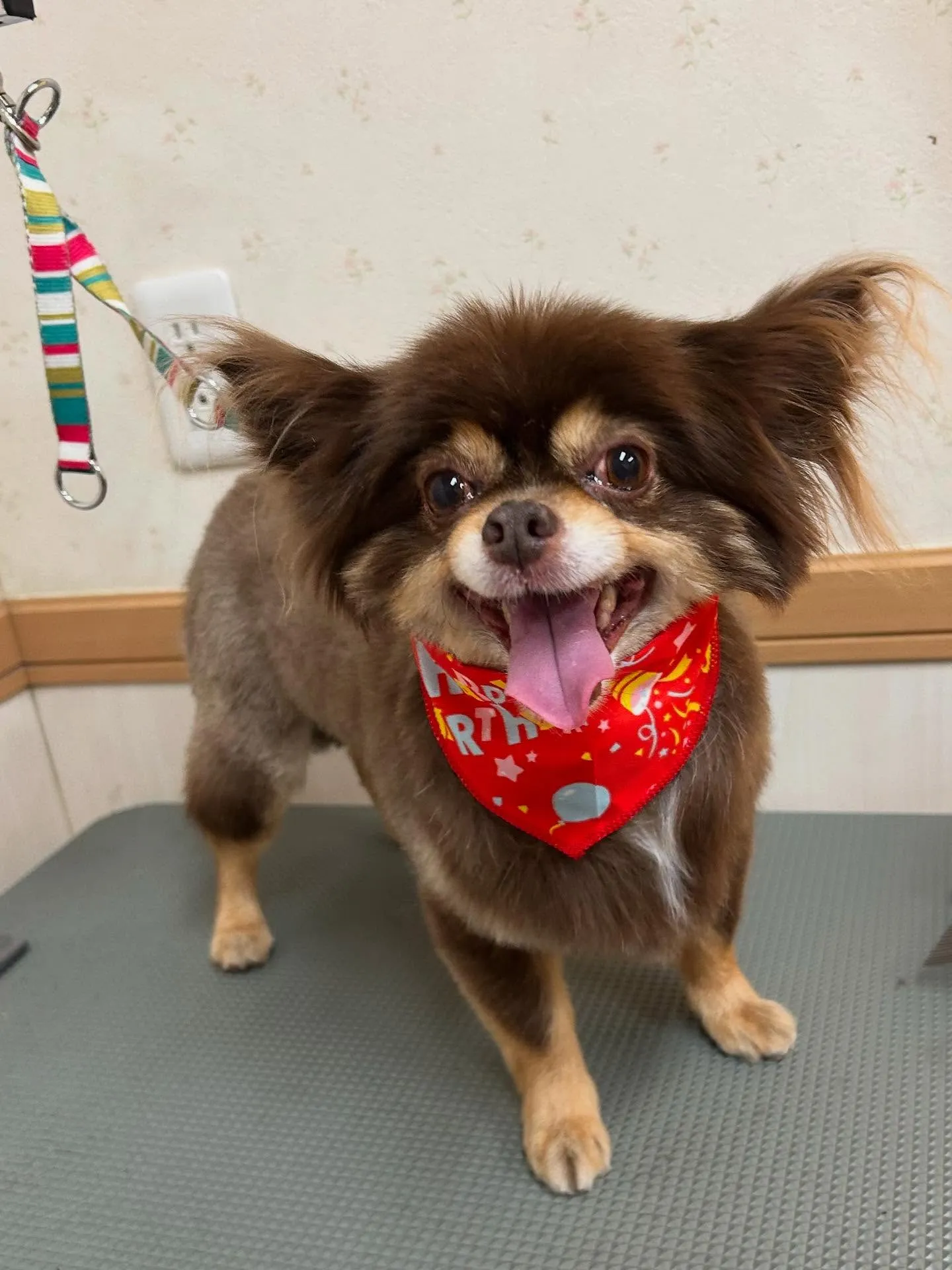 犬のトリミング✂️