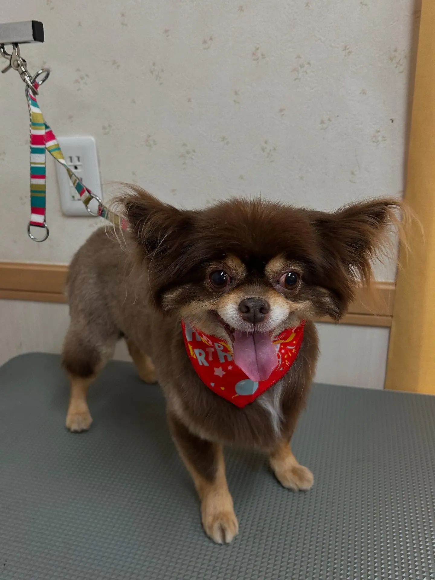 犬のトリミング✂️