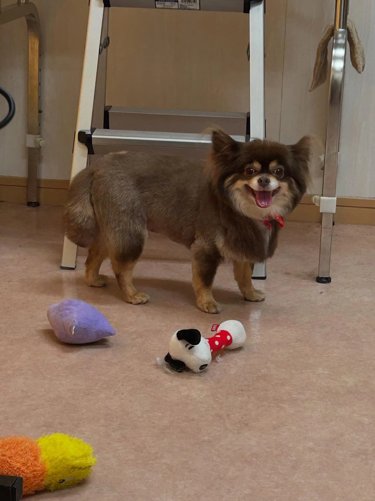 犬のトリミング✂️