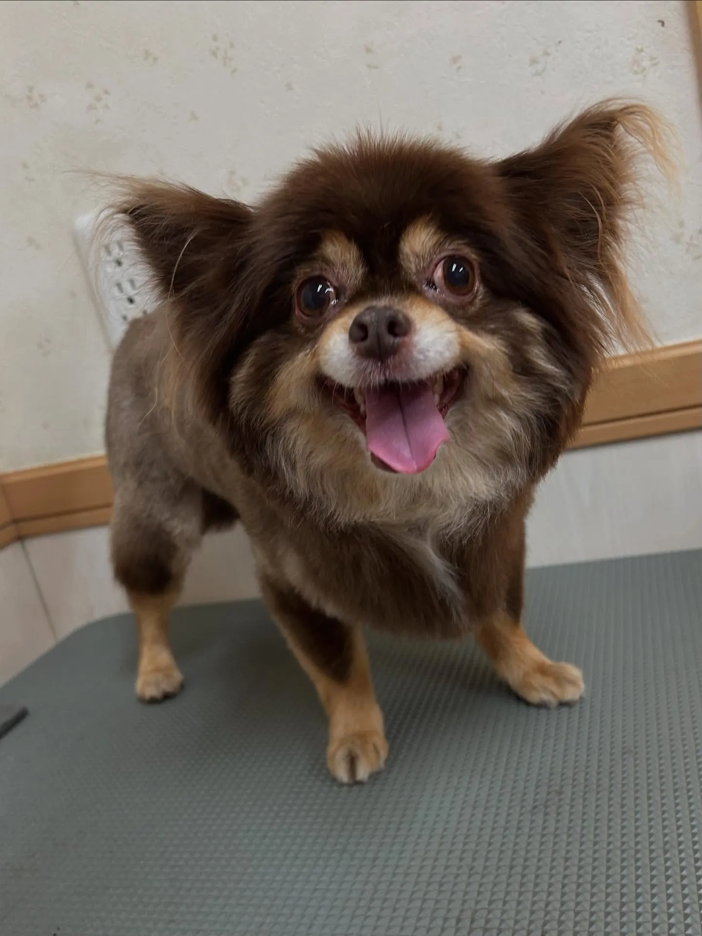 犬のトリミング✂️