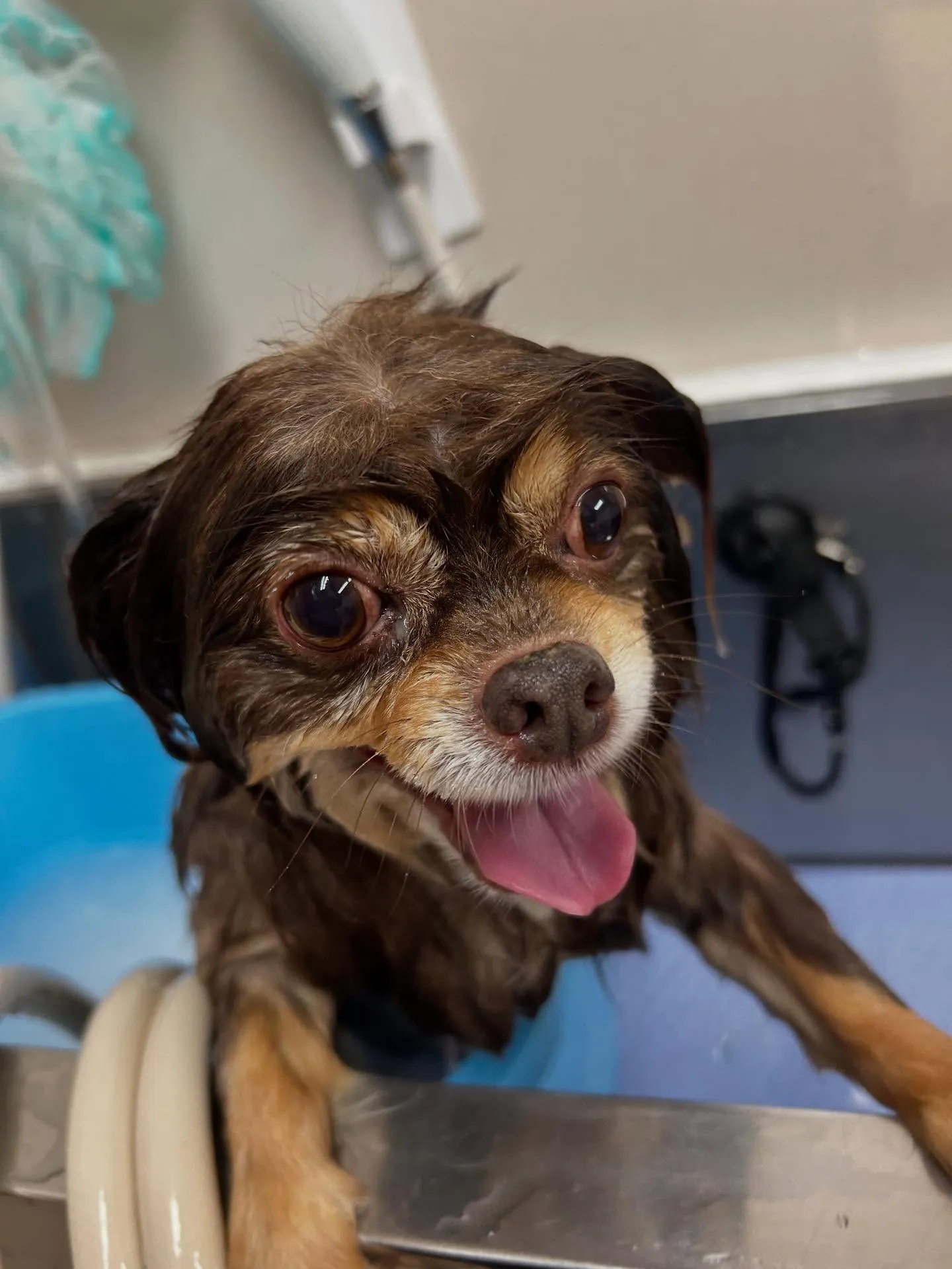 犬のトリミング✂️