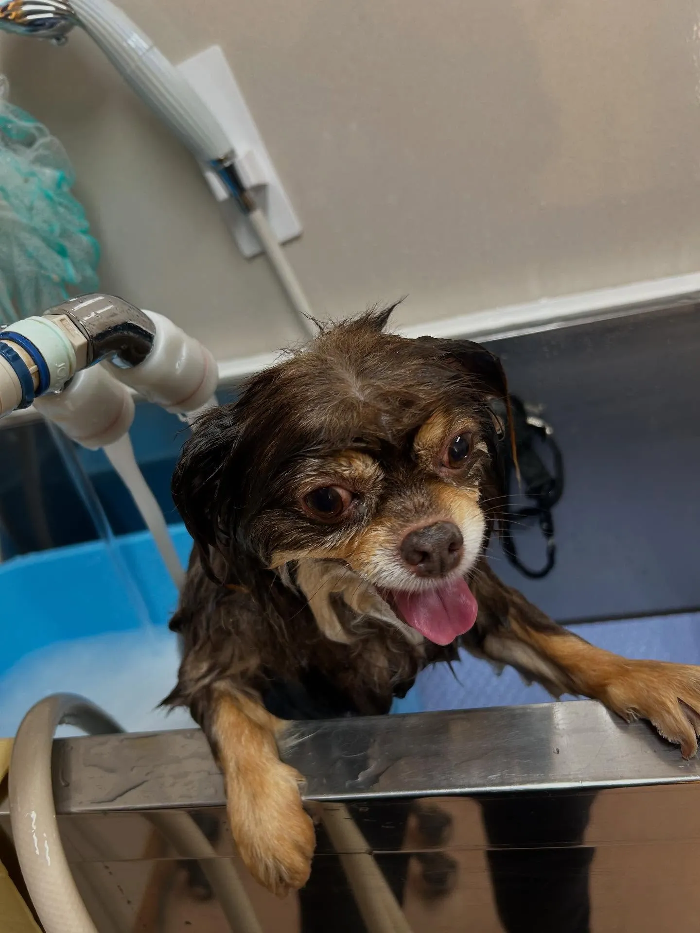 犬のトリミング✂️