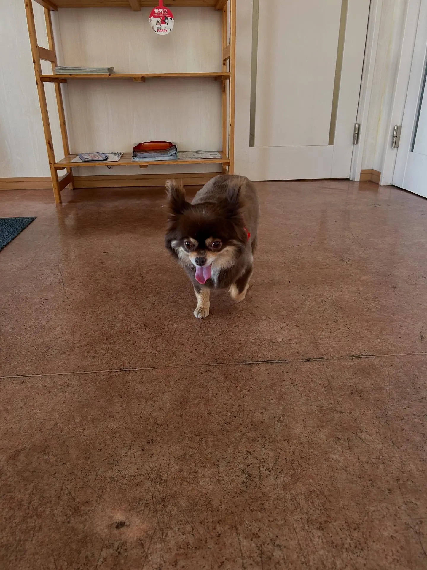 犬のトリミング✂️