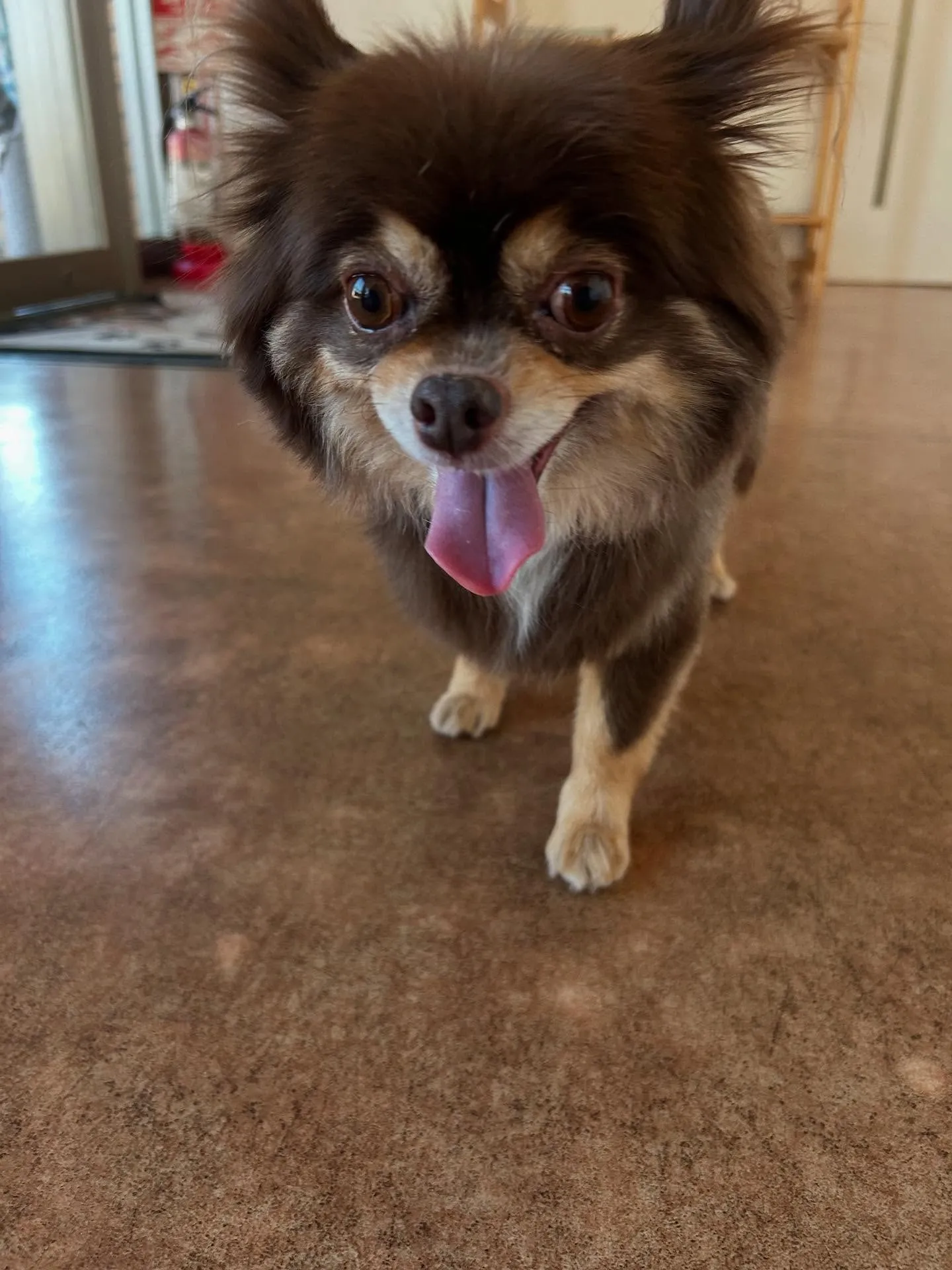 犬のトリミング✂️