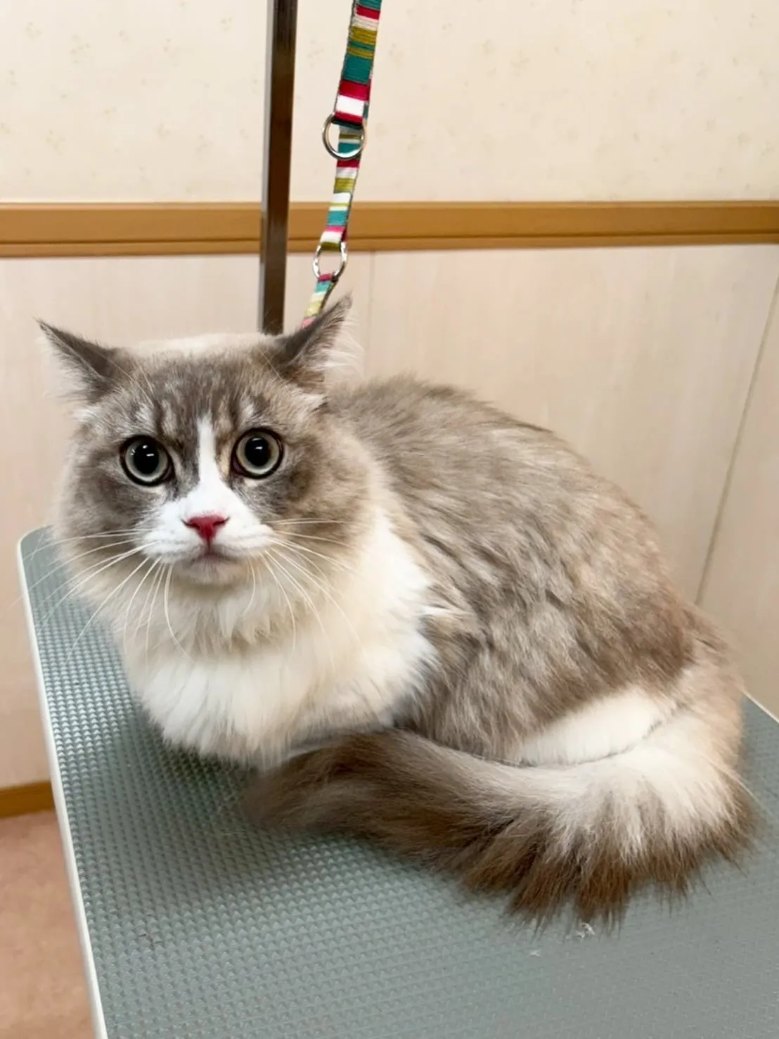 猫のトリミング✂️