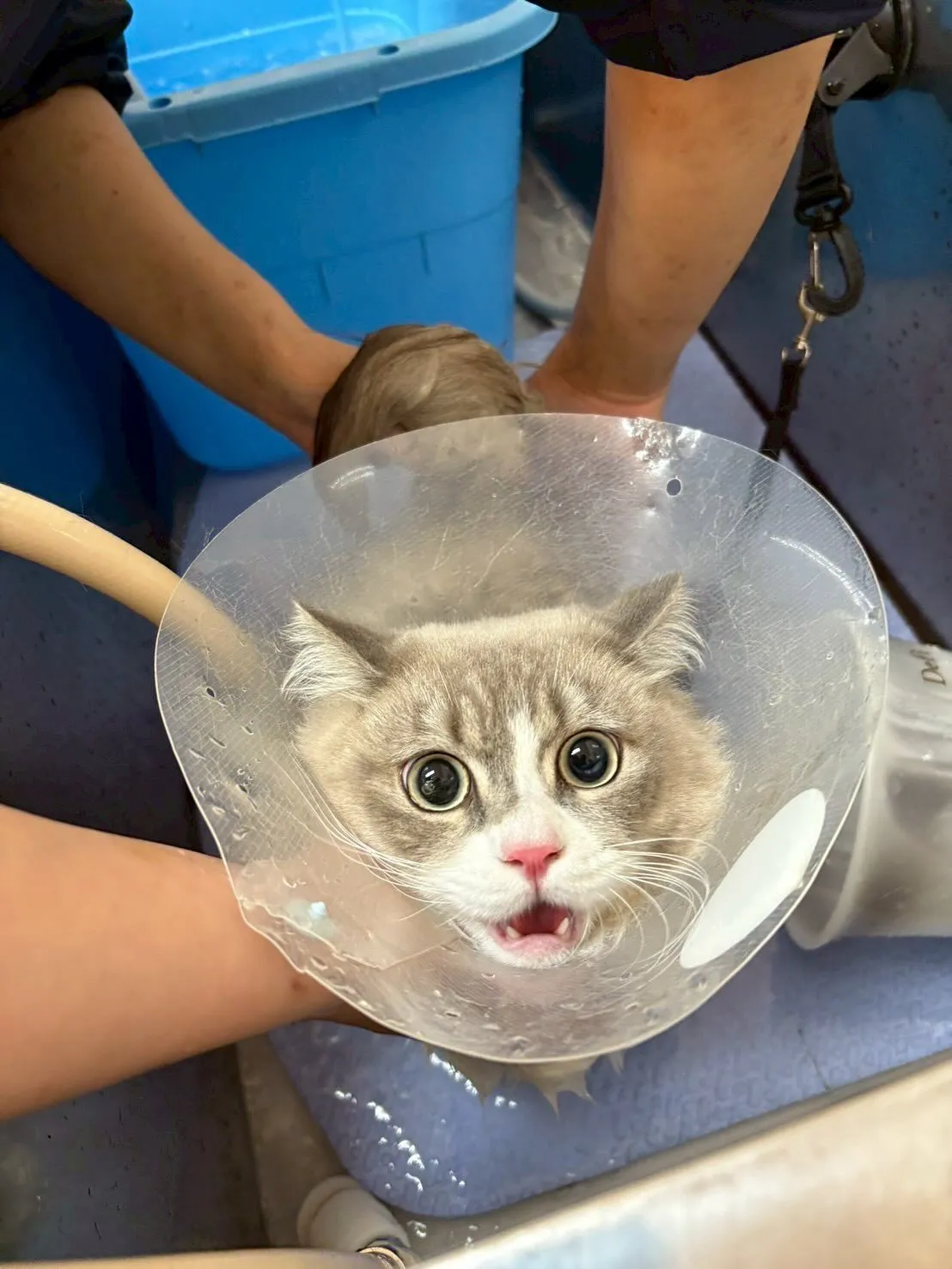 猫のトリミング✂️