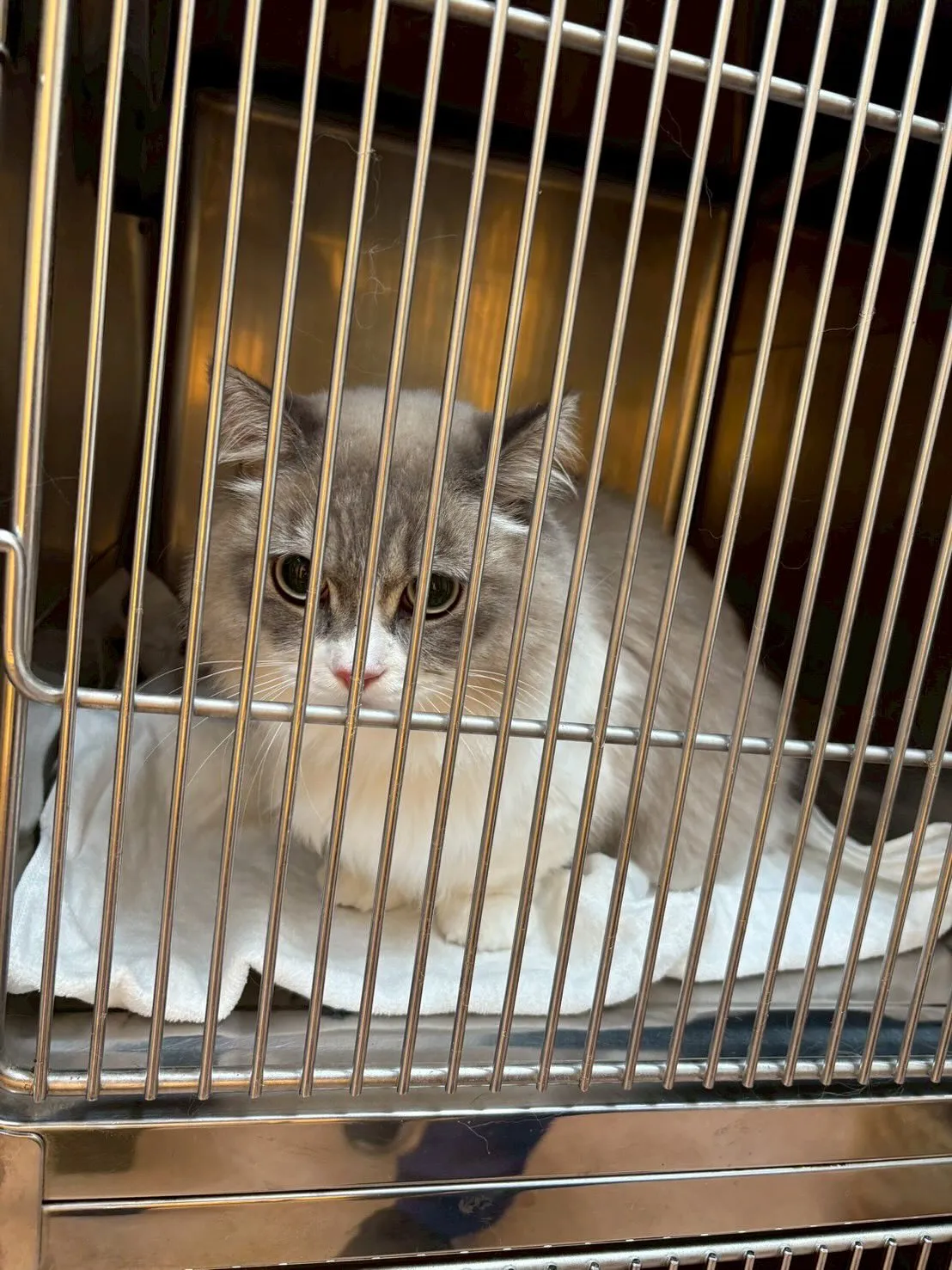 猫のトリミング✂️