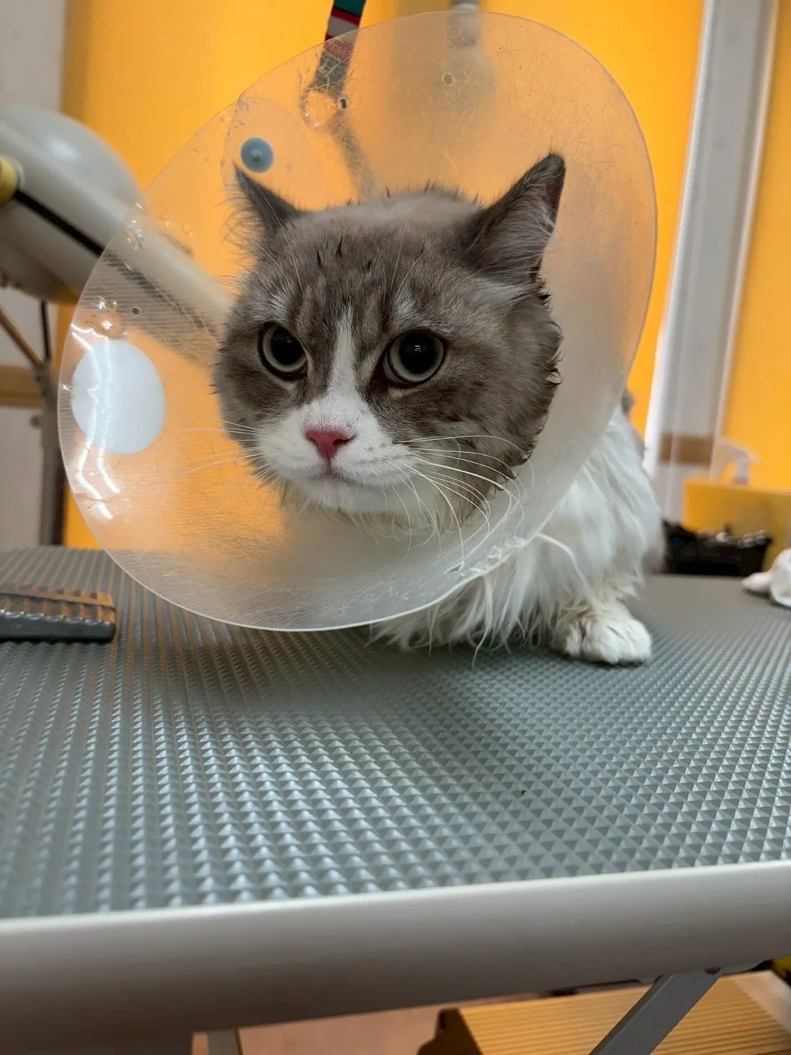 猫のトリミング✂️