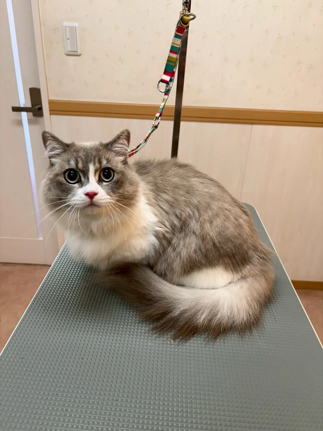 猫のトリミング✂️
