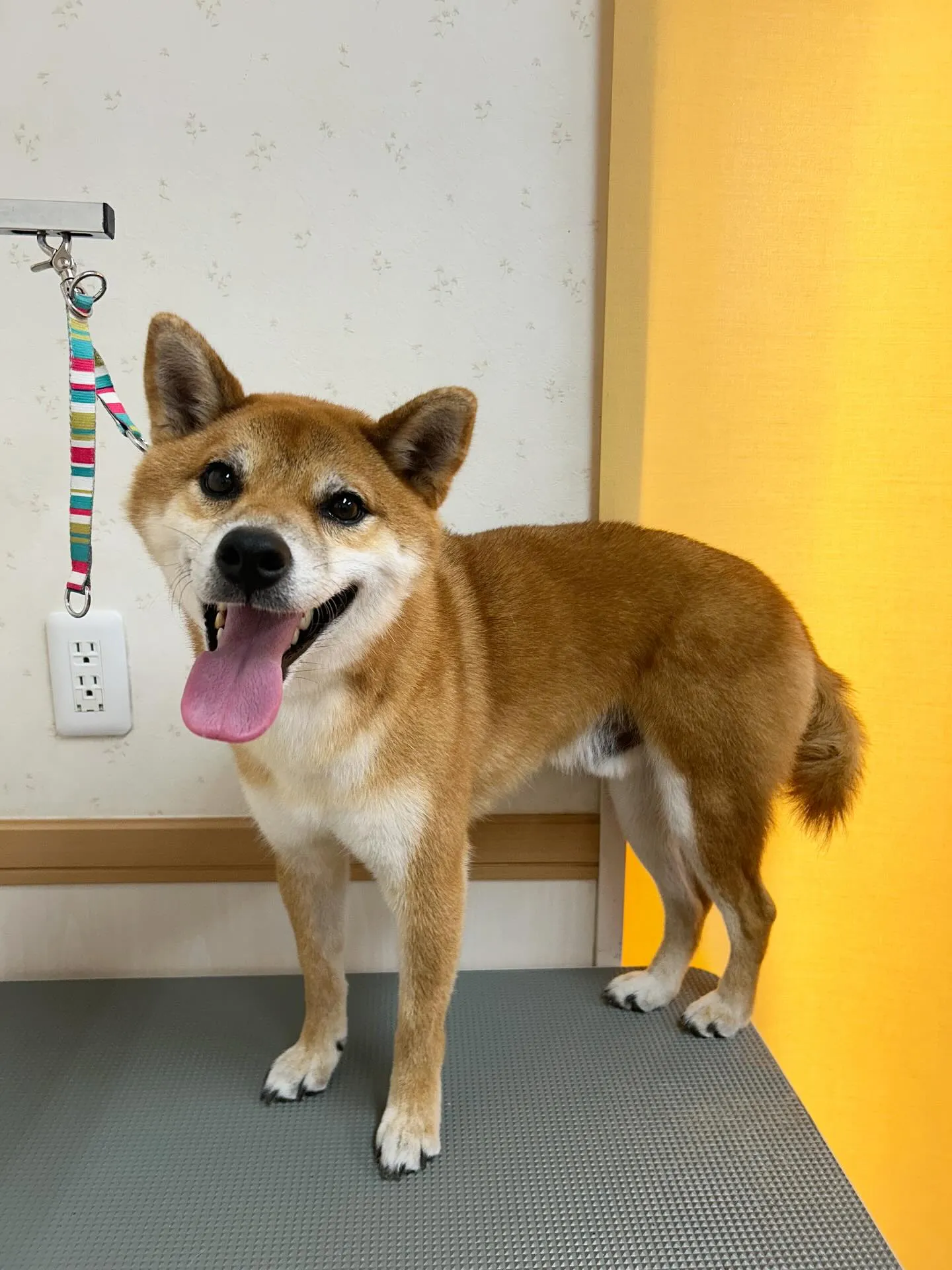 犬のシャンプー🫧