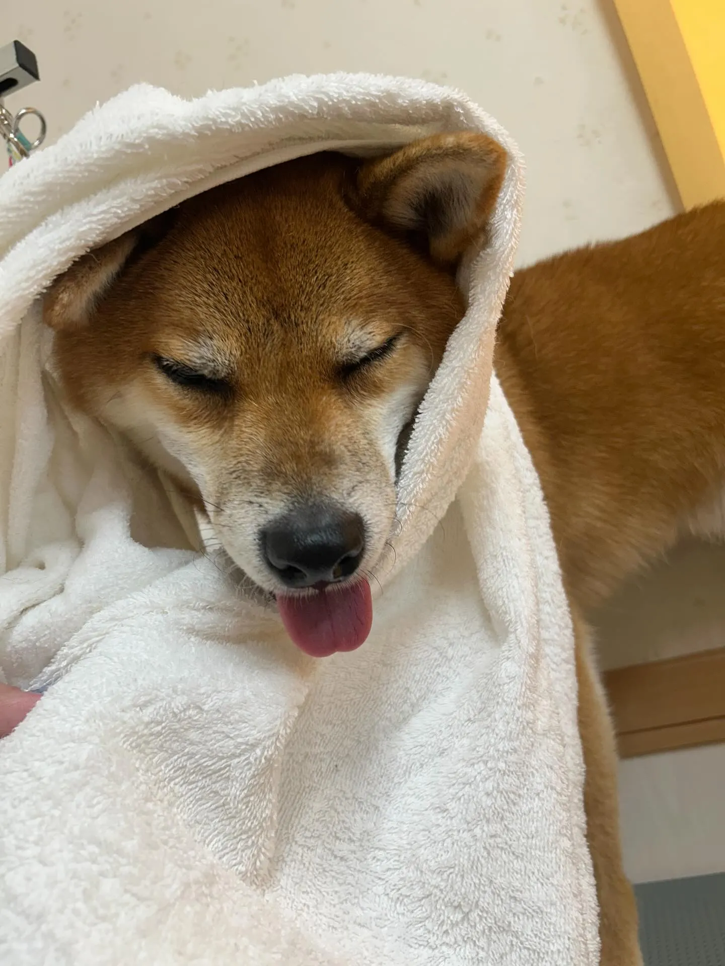 犬のシャンプー🫧