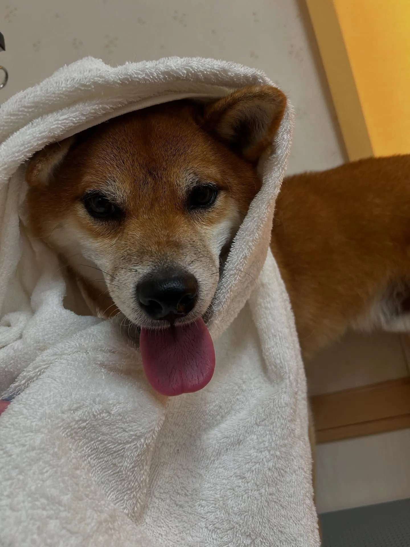 犬のシャンプー🫧