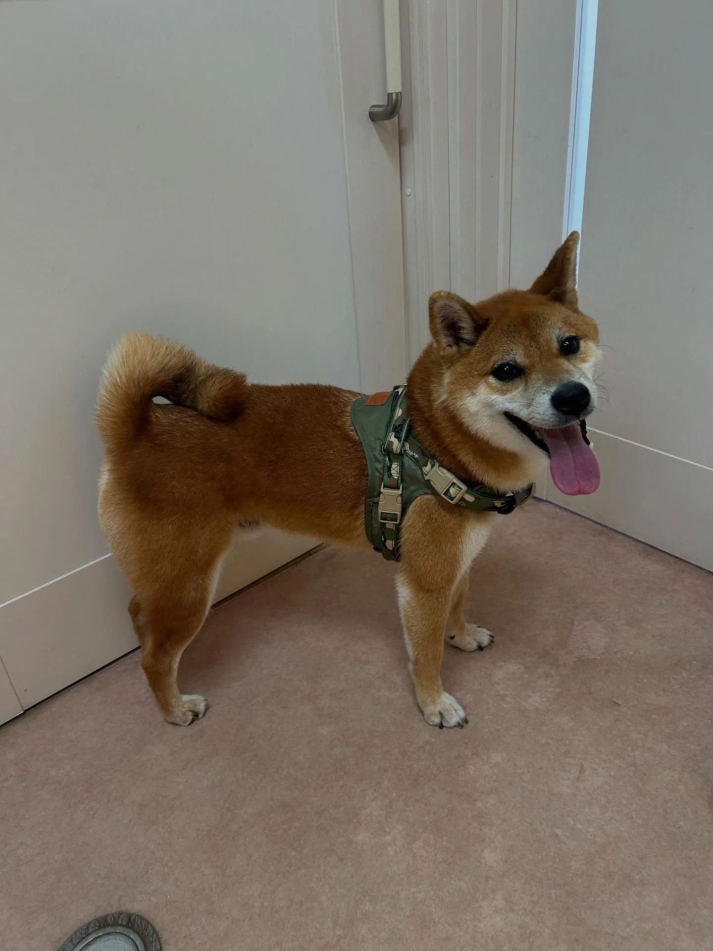 犬のシャンプー🫧