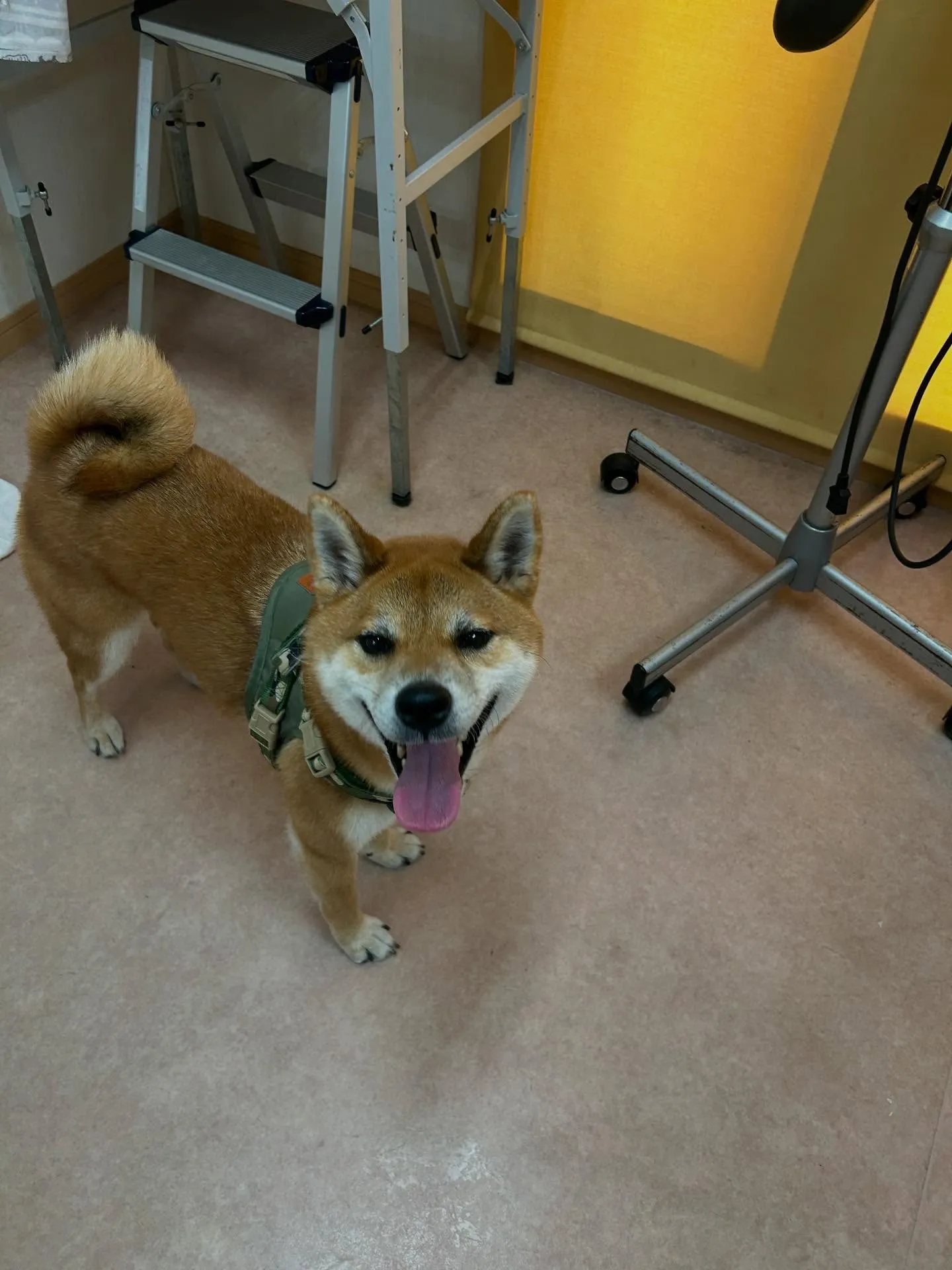 犬のシャンプー🫧