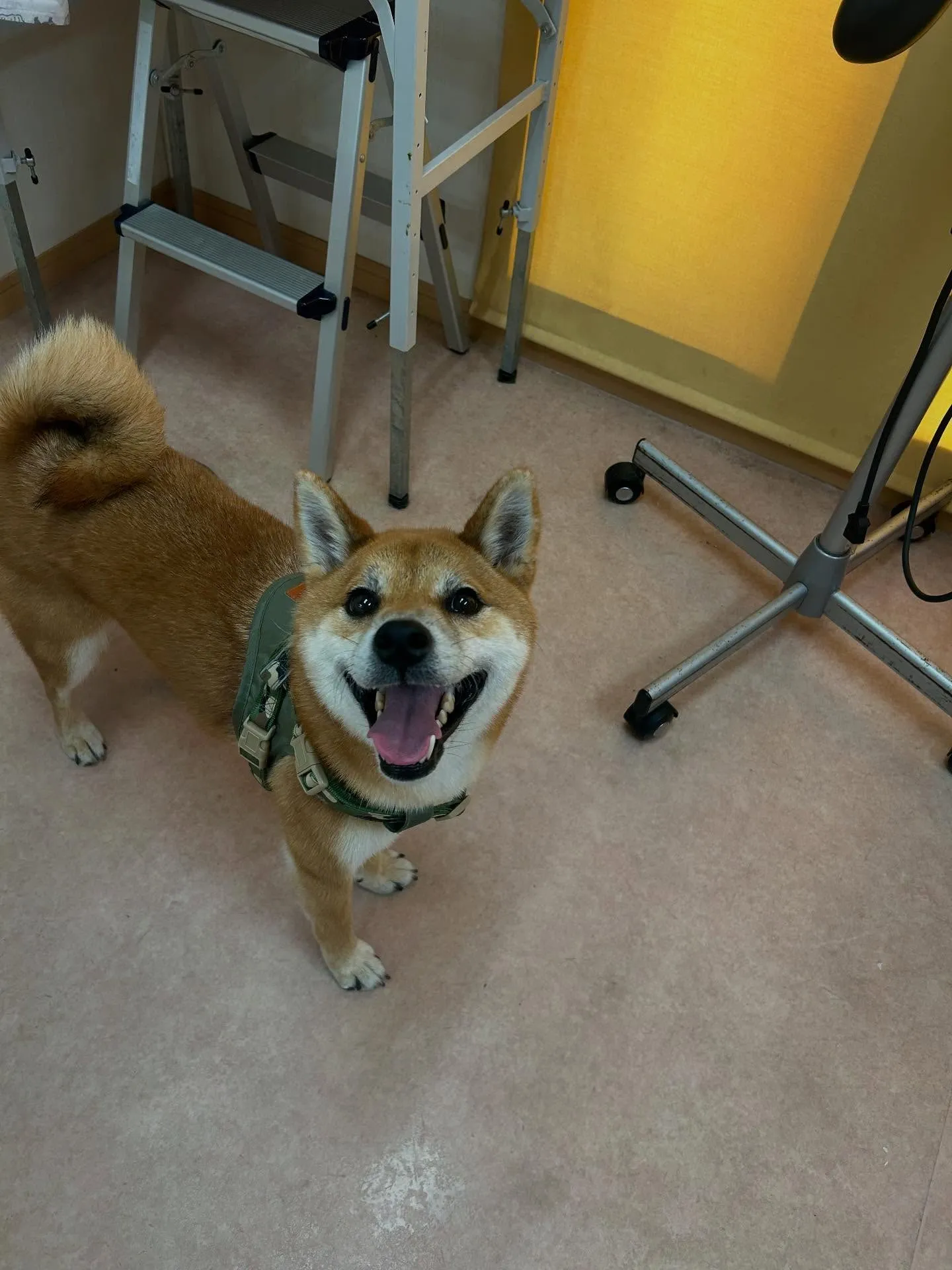 犬のシャンプー🫧
