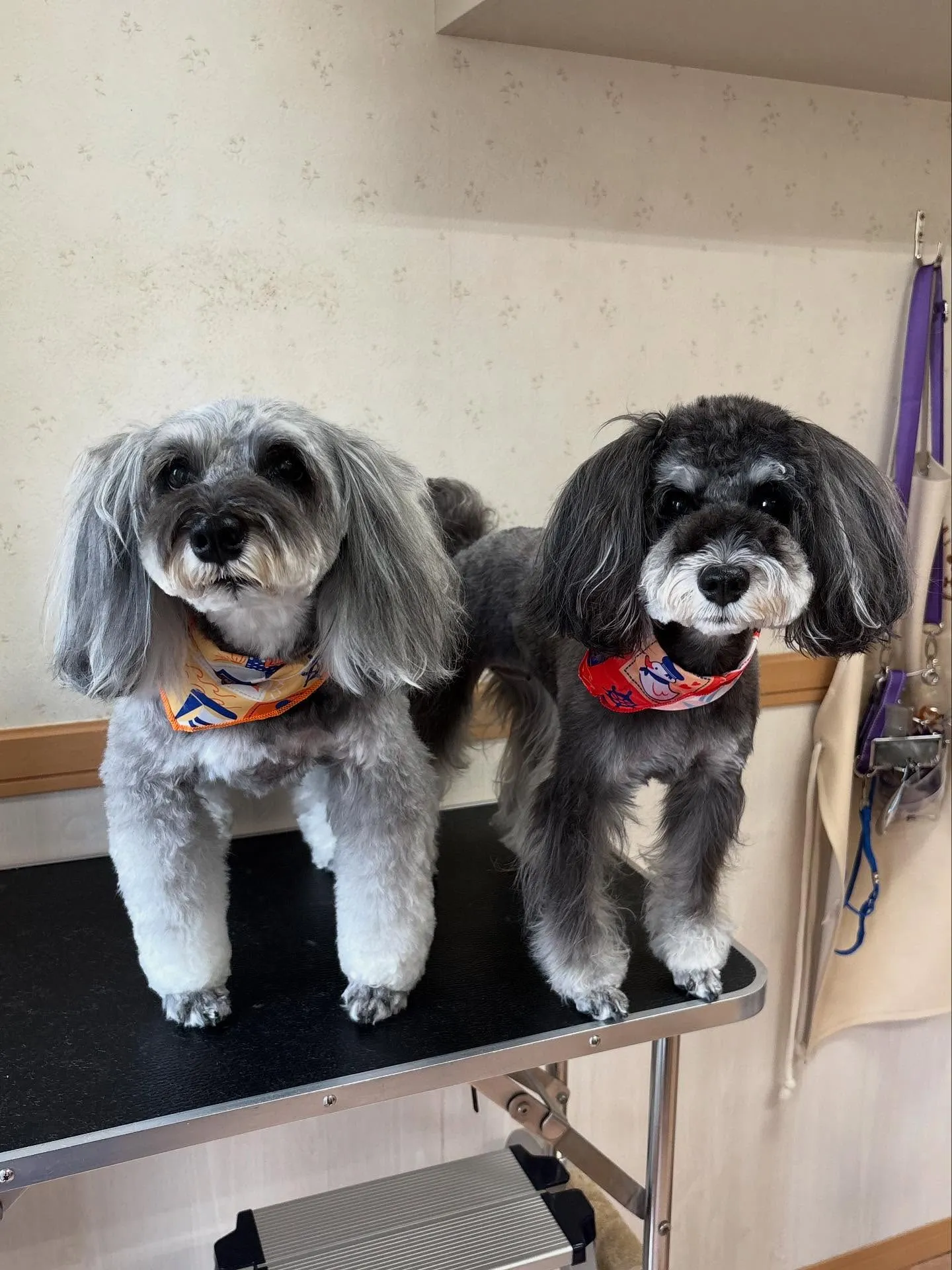 犬のトリミング✂️