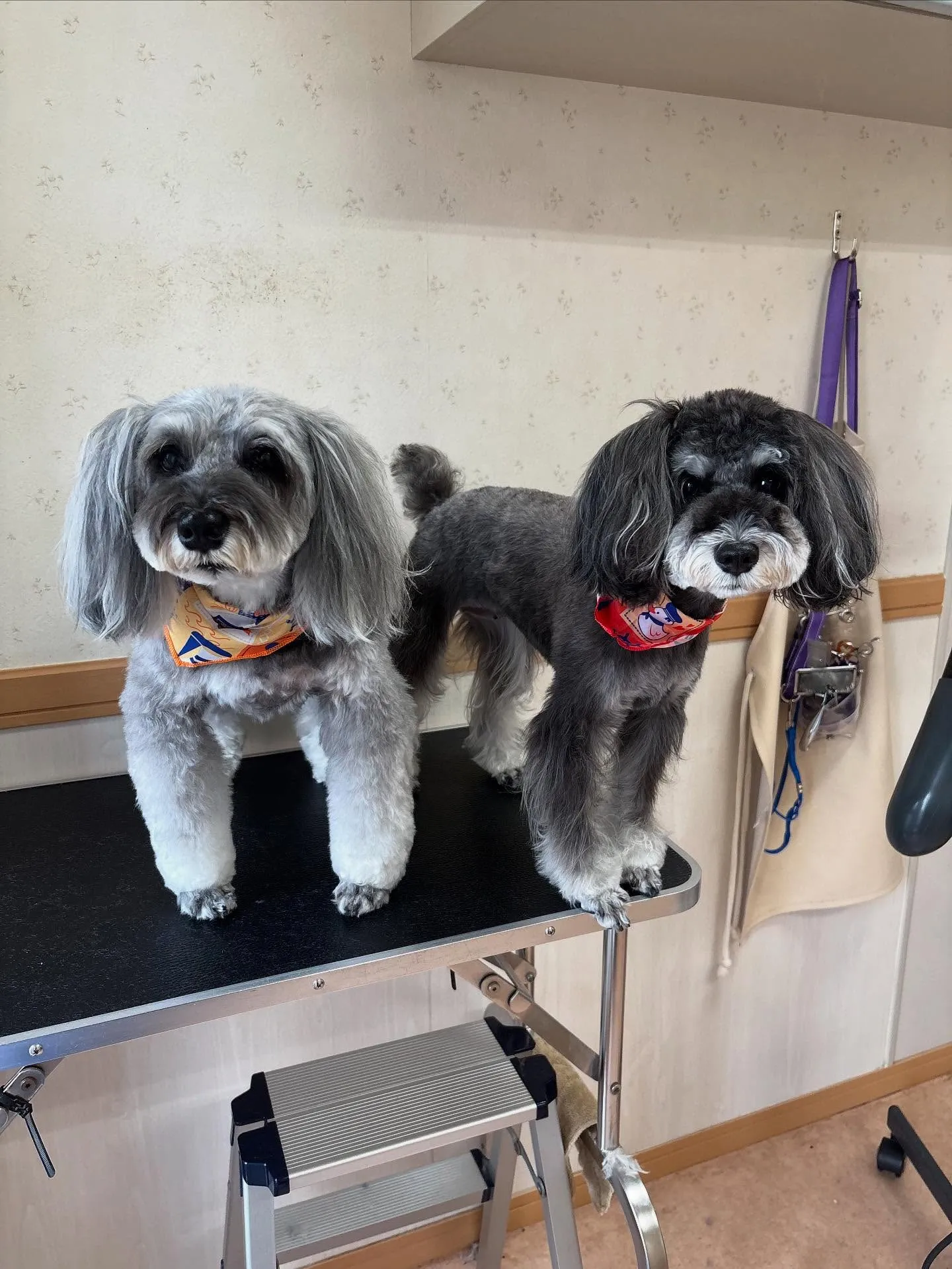 犬のトリミング✂️