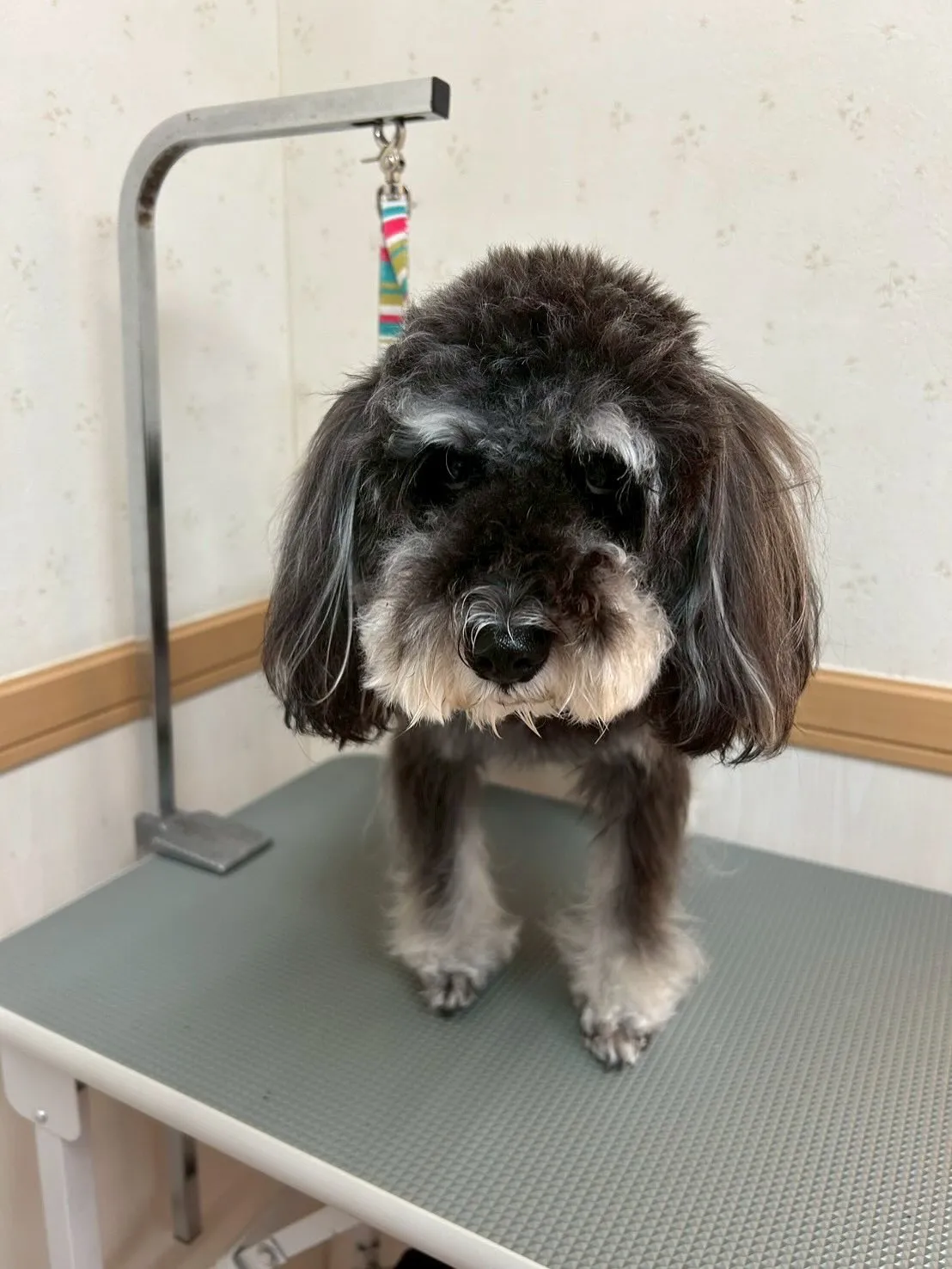 犬のトリミング✂️