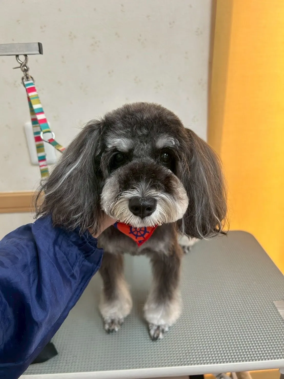犬のトリミング✂️