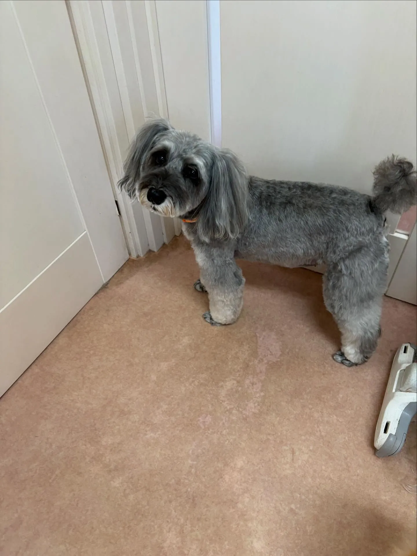 犬のトリミング✂️