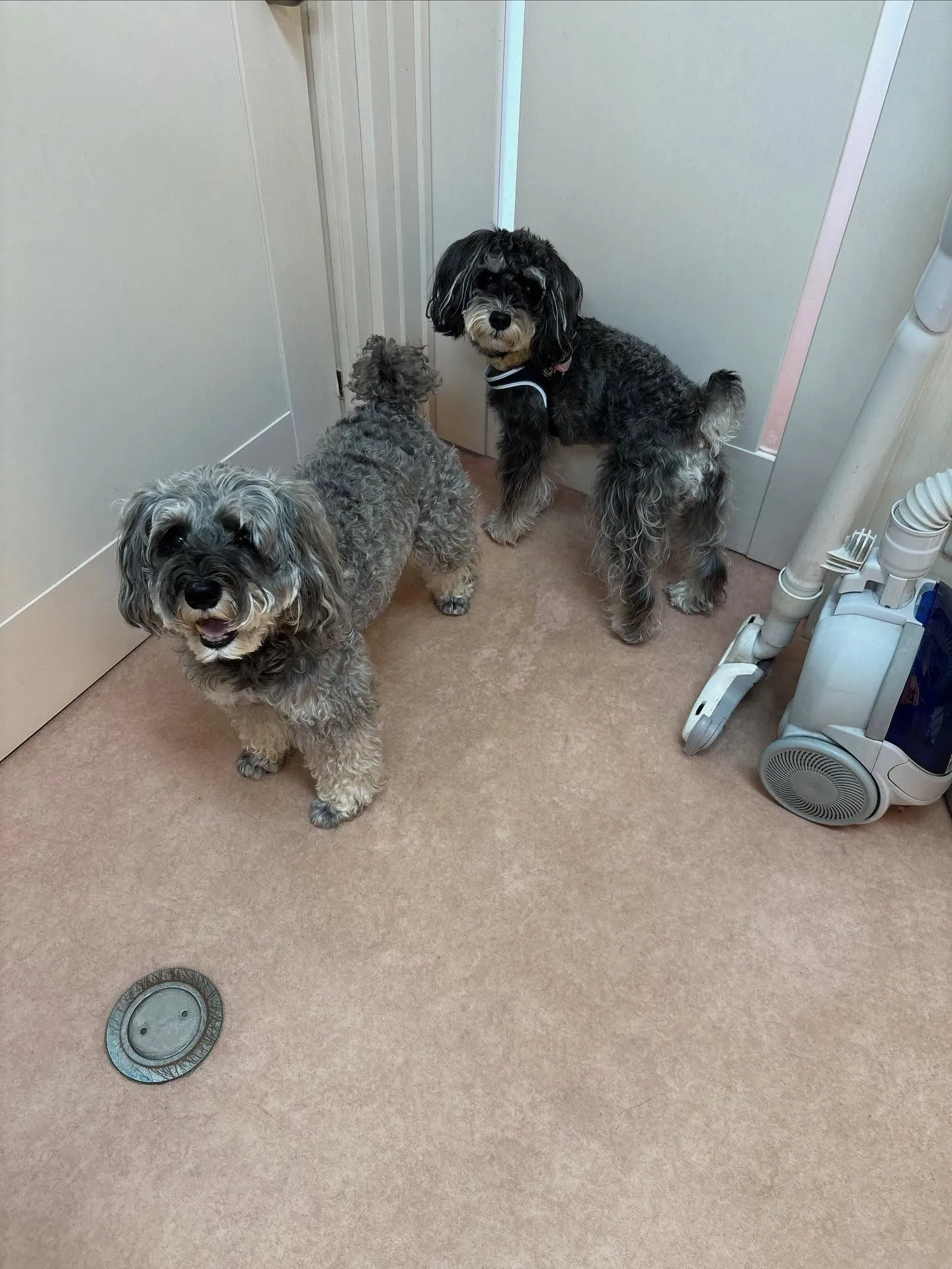 犬のトリミング✂️