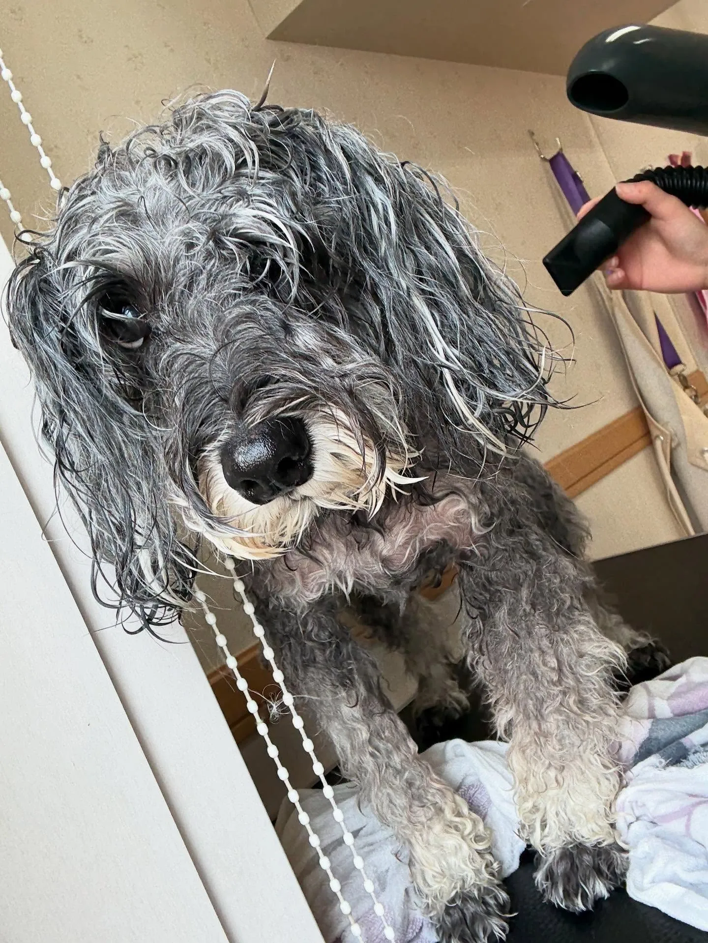 犬のトリミング✂️