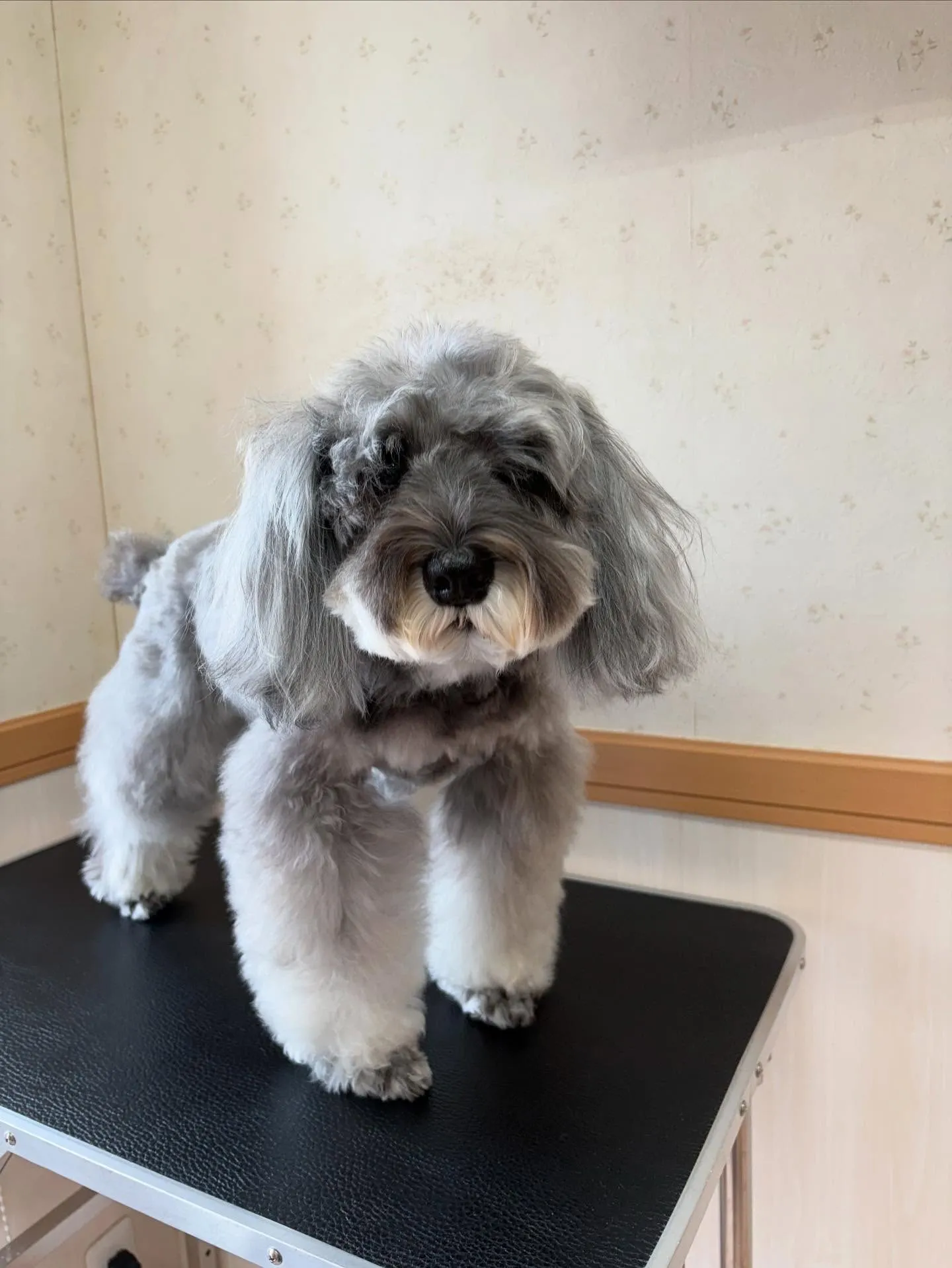 犬のトリミング✂️
