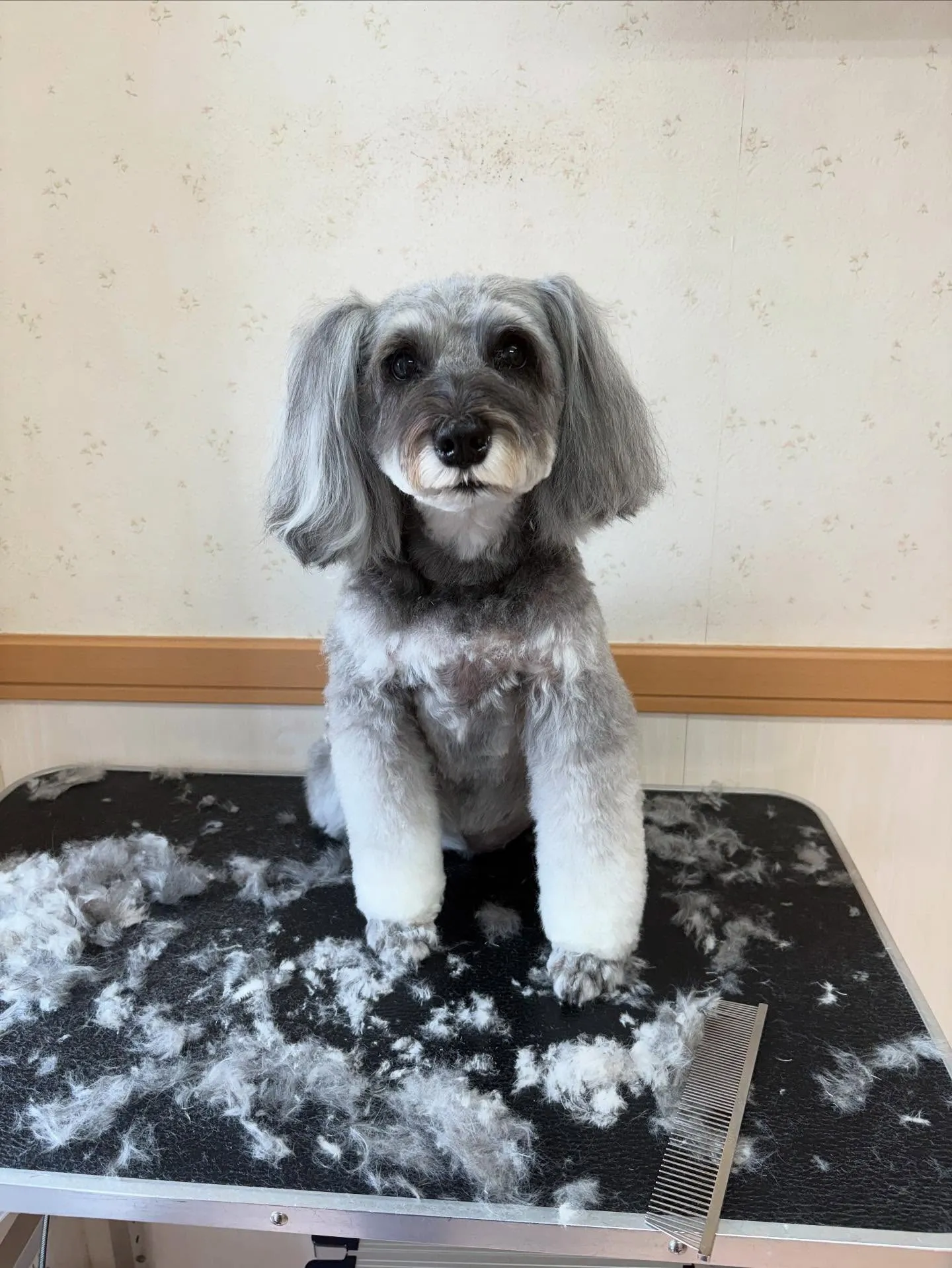 犬のトリミング✂️
