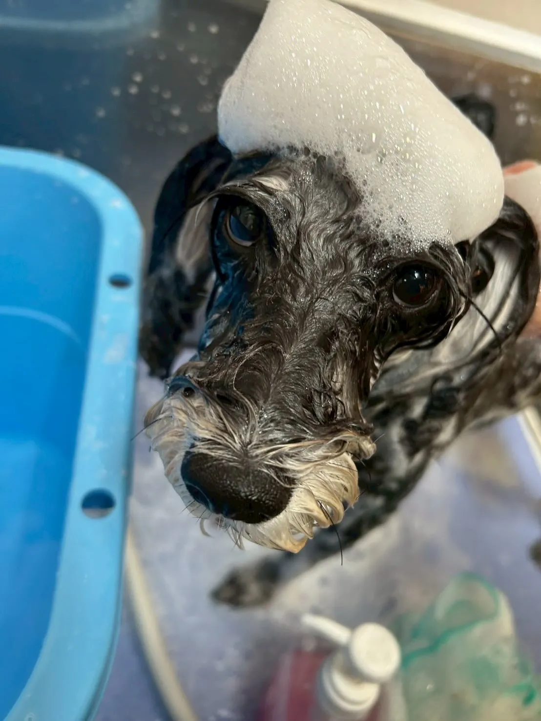 犬のトリミング✂️