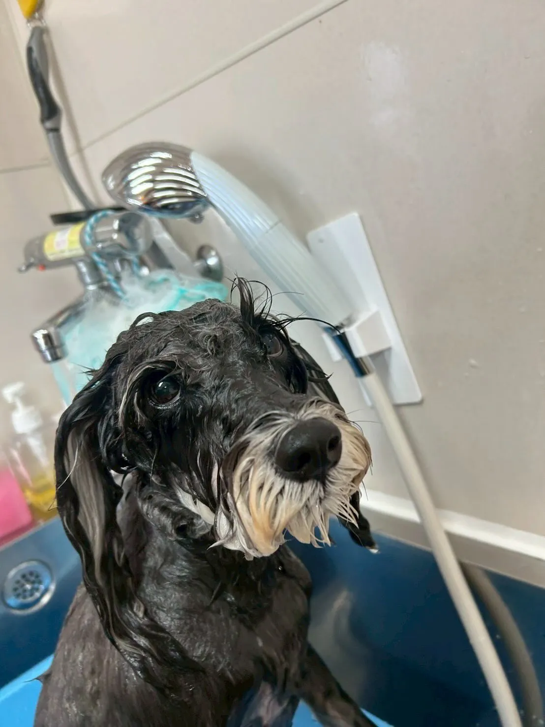 犬のトリミング✂️